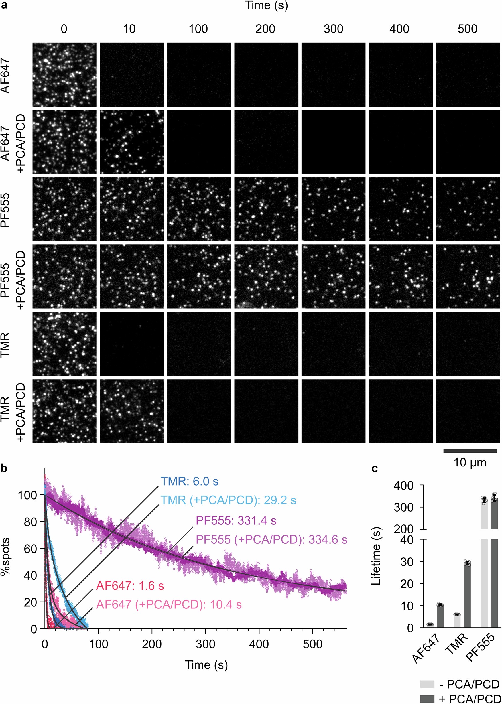 Extended Data Fig. 7: Evaluation of photobleaching lifetime of PF555 under PCA/PCD conditions in live COS7 cells.
