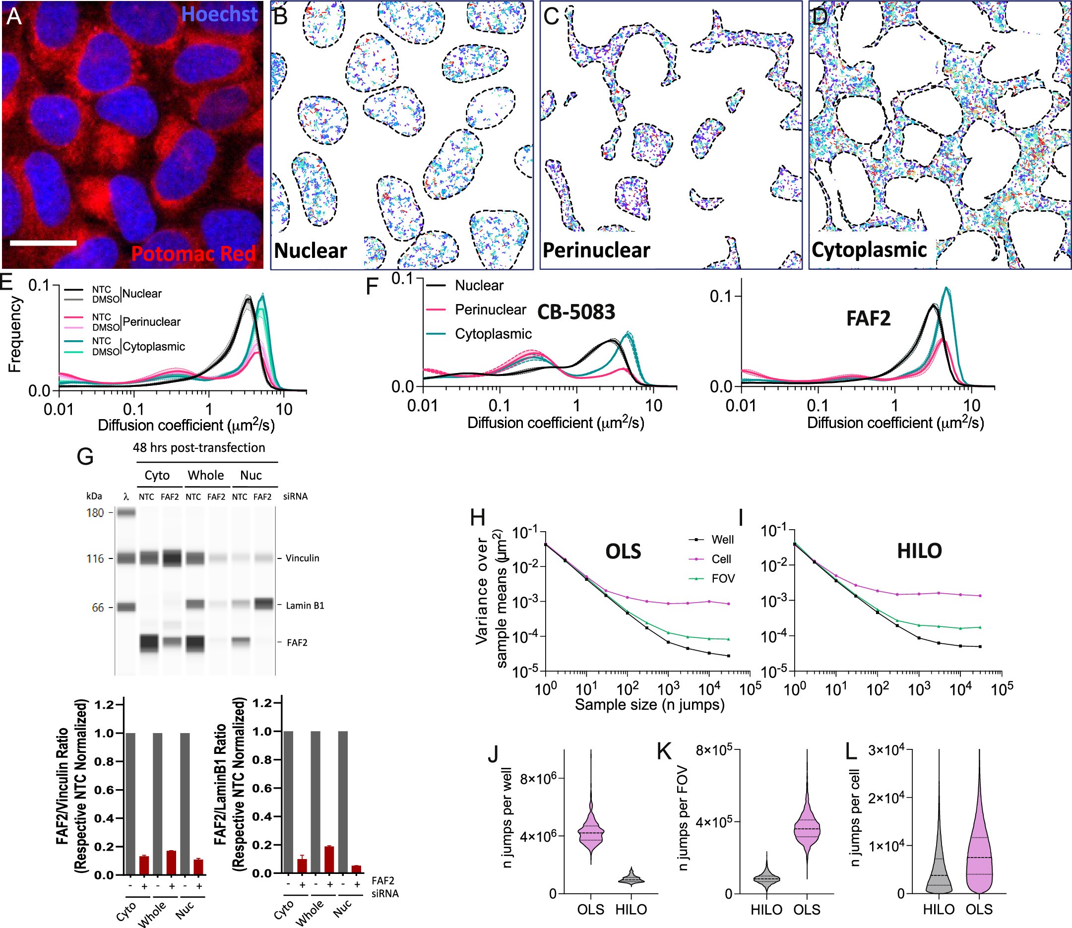 Extended Data Fig. 7: Compartment-specific characterization of VCP by SMT and Western-blot.