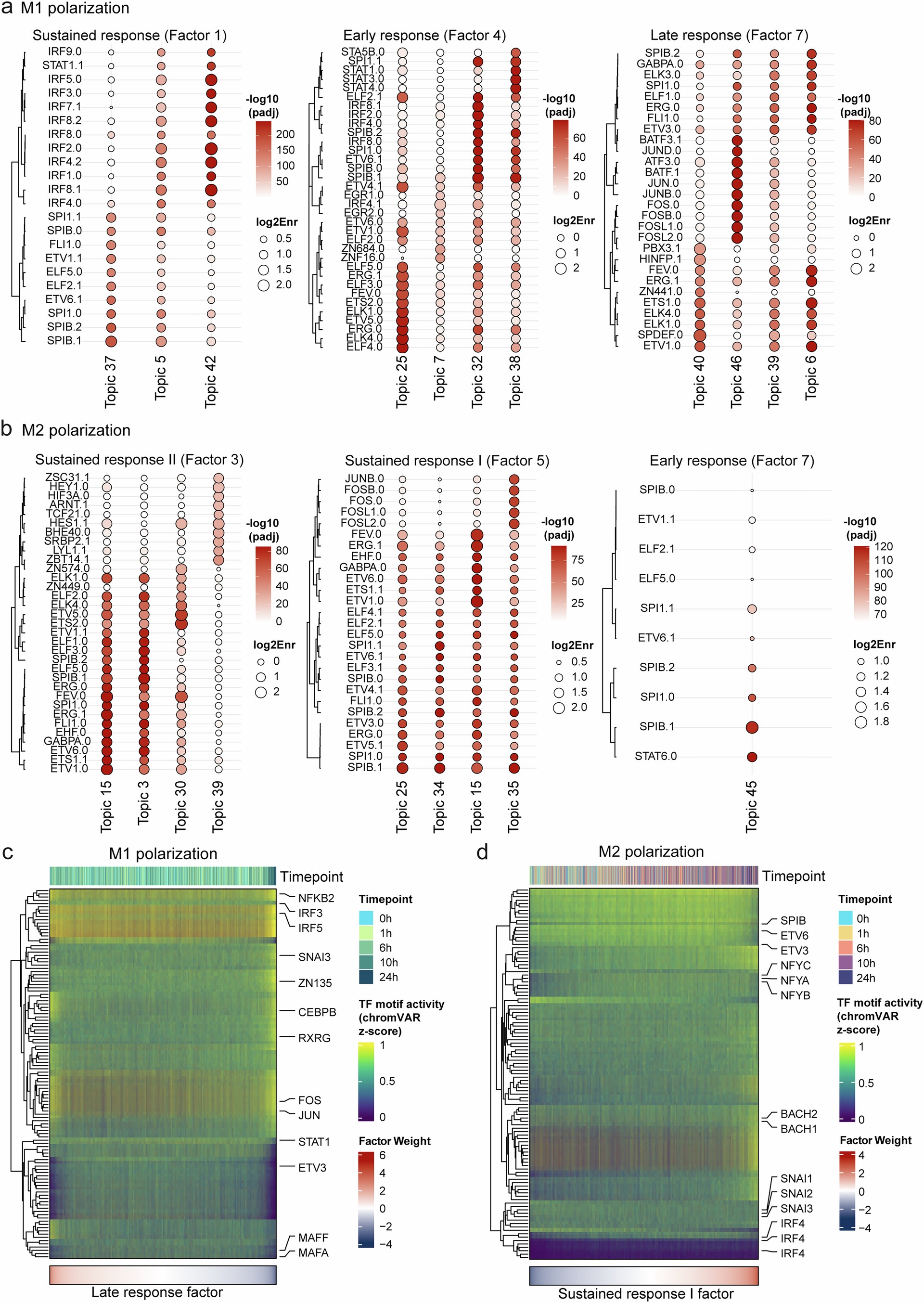 Extended Data Fig. 5: Motif enrichment for peaksets associated with M1/M2 latent factors and TF motif activity for M1 late response- and M2 sustained response II TFs.
