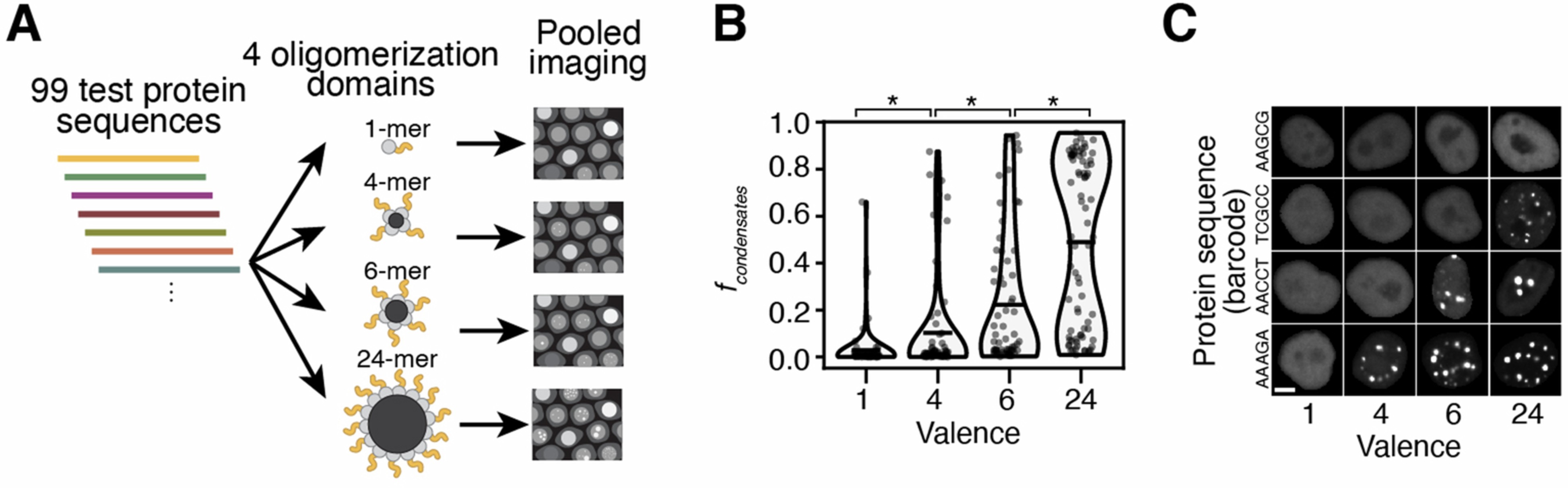 Extended Data Fig. 3: Assessing the impact of valence on condensate formation.