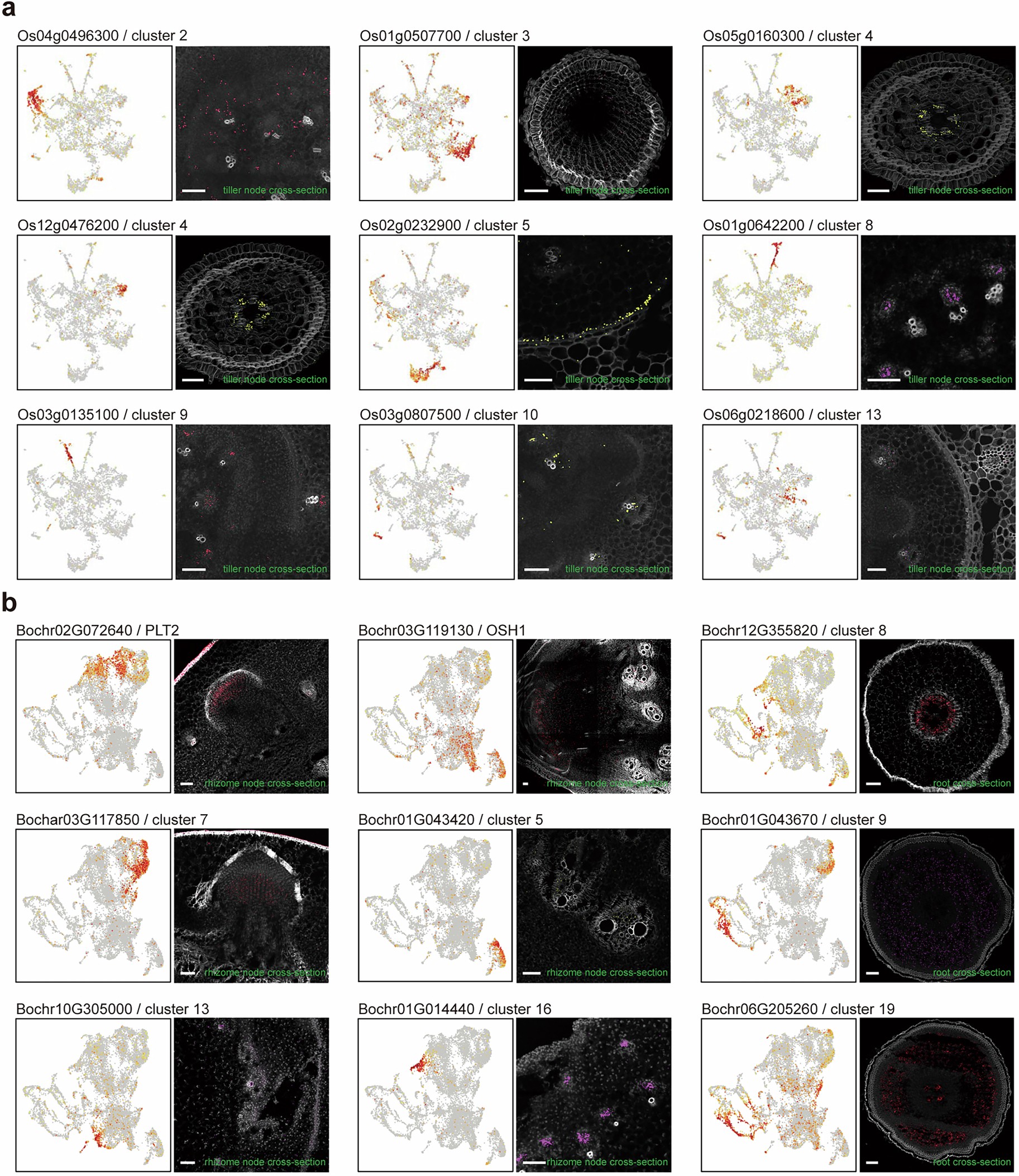 Extended Data Fig. 7: Supporting data for the validation of cell type annotations.