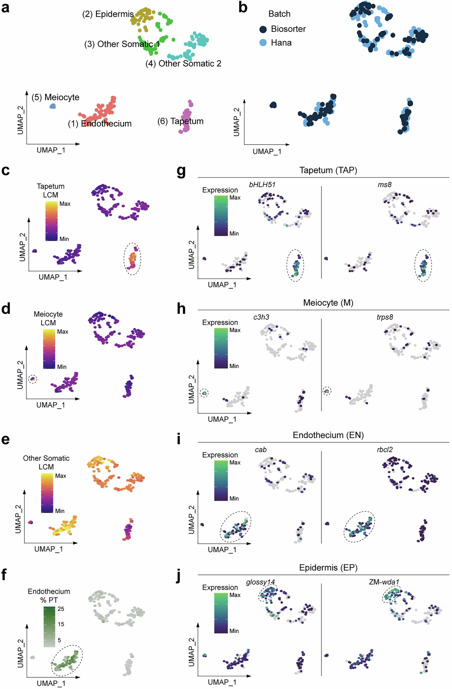 Extended Data Fig. 2: Supporting data for the generation of the maize anther cell atlas by the fixation and digestion at high temperatures protocol and CEL-seq2.