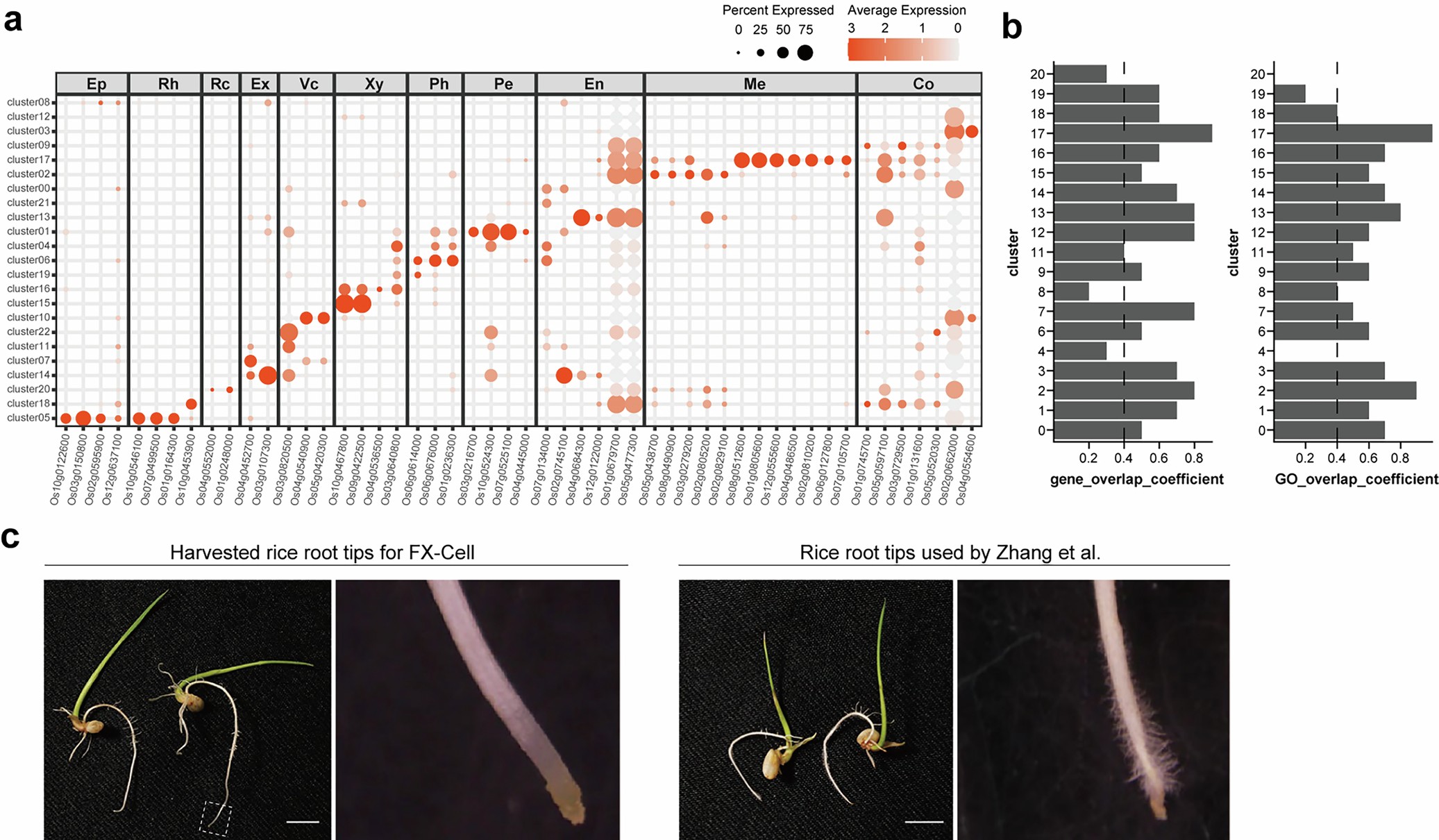 Extended Data Fig. 3: Supporting data for the annotation of the integrated rice root tip cell atlas.