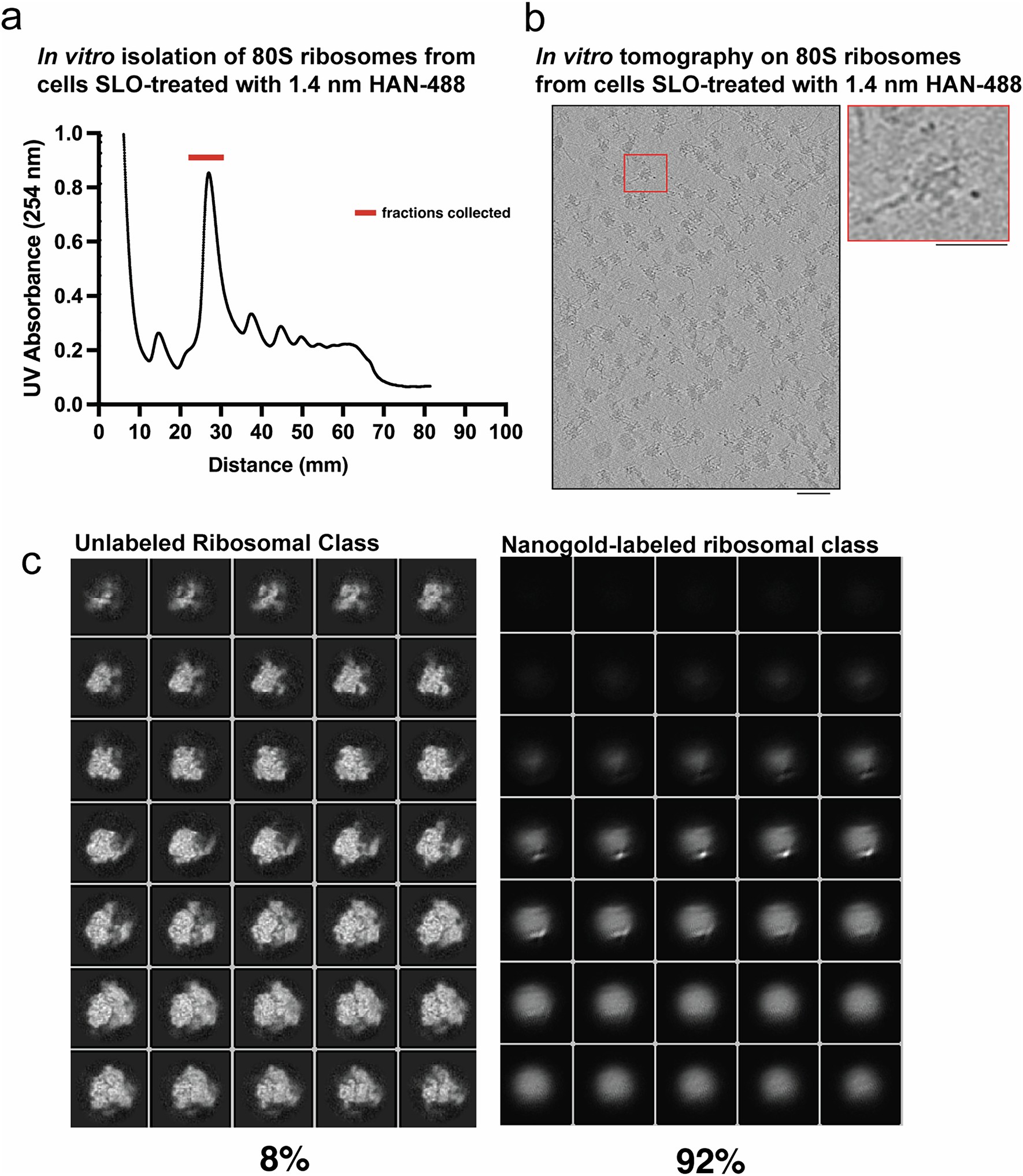 Extended Data Fig. 7: Isolation of 1.4 nm-HAN-488 Labeled ribosomes from HEK 293 T L29-Halo cells.
