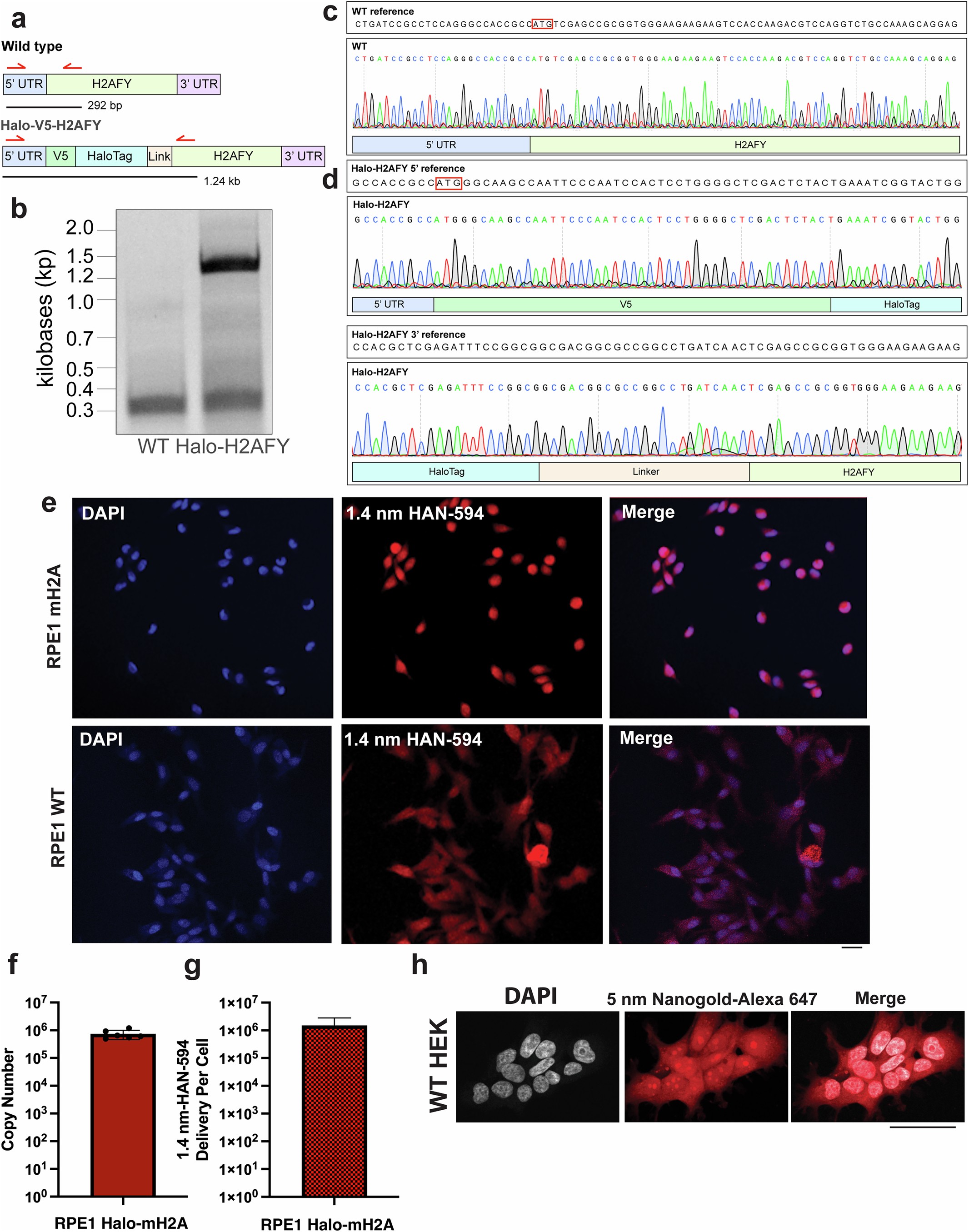 Extended Data Fig. 8: Quantification of mH2A copy number in CRISPR knockin HaloTag-H2AFY RPE1 cells and quantification of 1.4 nm HAN-594 delivery.