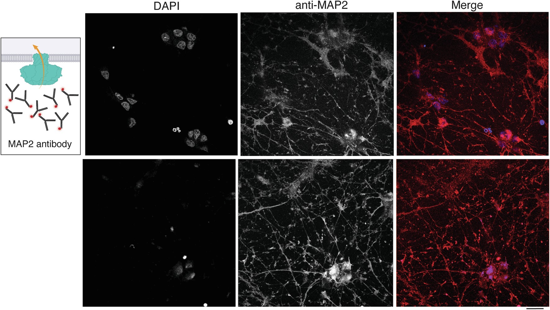 Extended Data Fig. 10: SLO-mediated delivery of Alexa-647 anti-MAP2 antibody into cultured iNeurons.