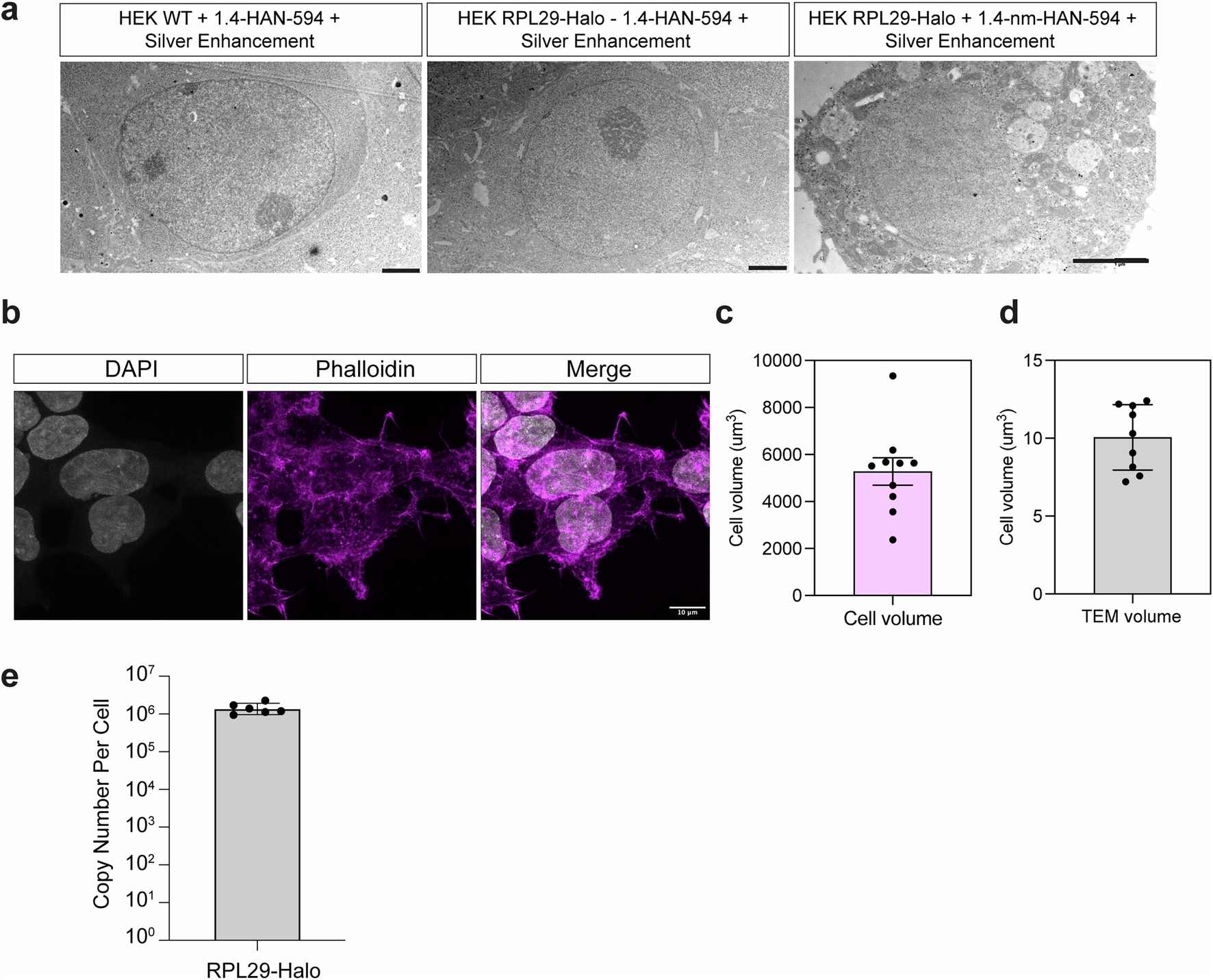 Extended Data Fig. 3: Nanogold enhancement is specific to HEK 293 T RPL29-Halo.