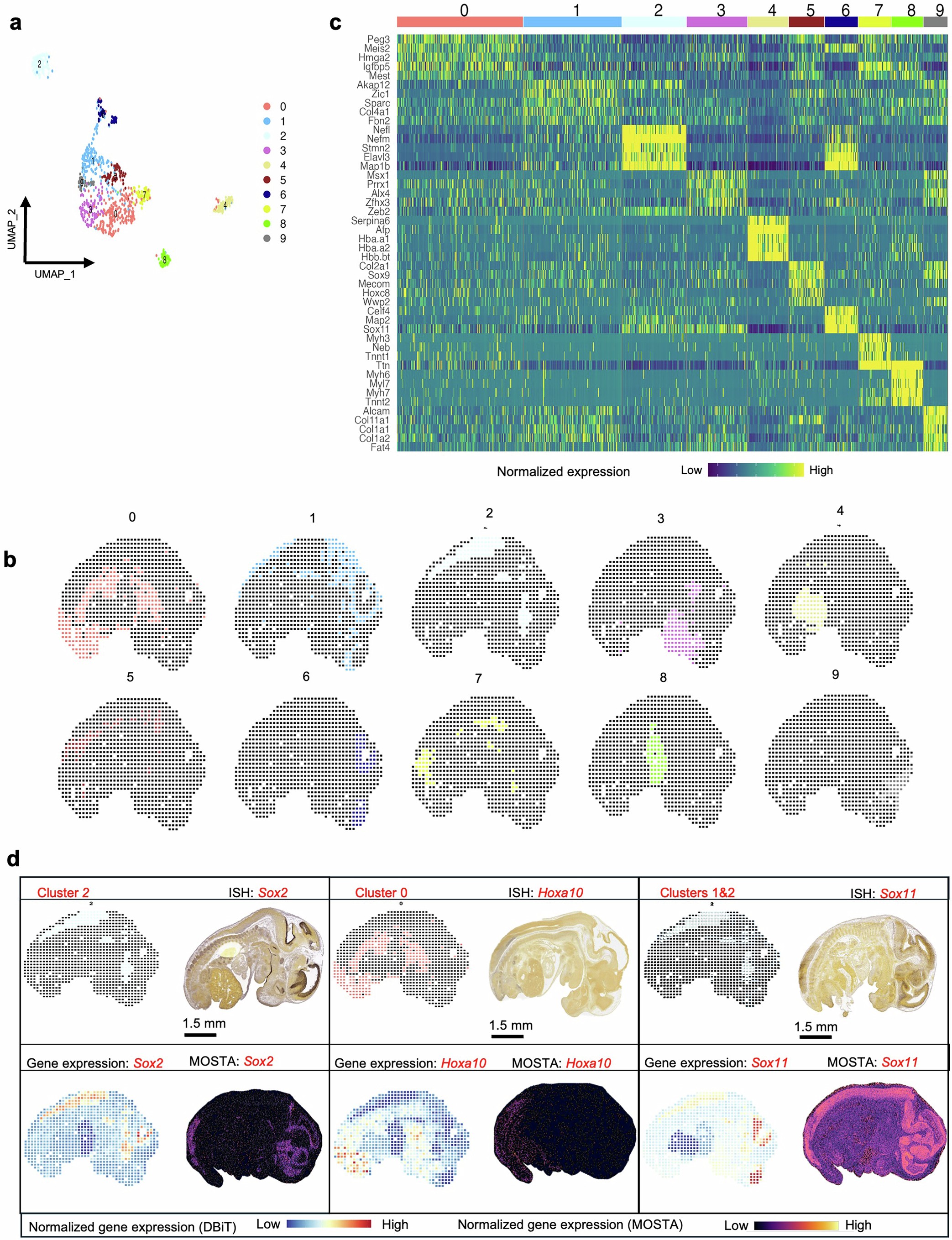 Extended Data Fig. 3: Spatial profiling of gene expression in FFPE mouse embryo using DBiTplus.