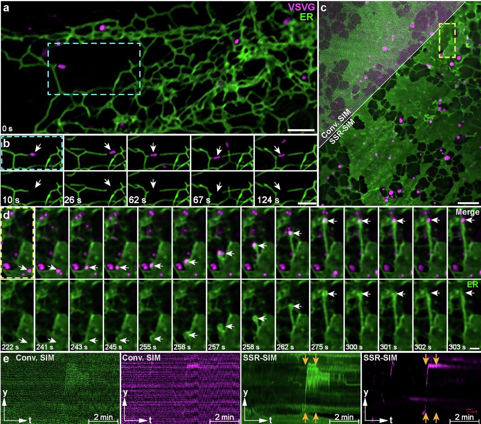 Extended Data Fig. 8: SSR-SIM imaging of VSVG and sheet-like ER interaction.