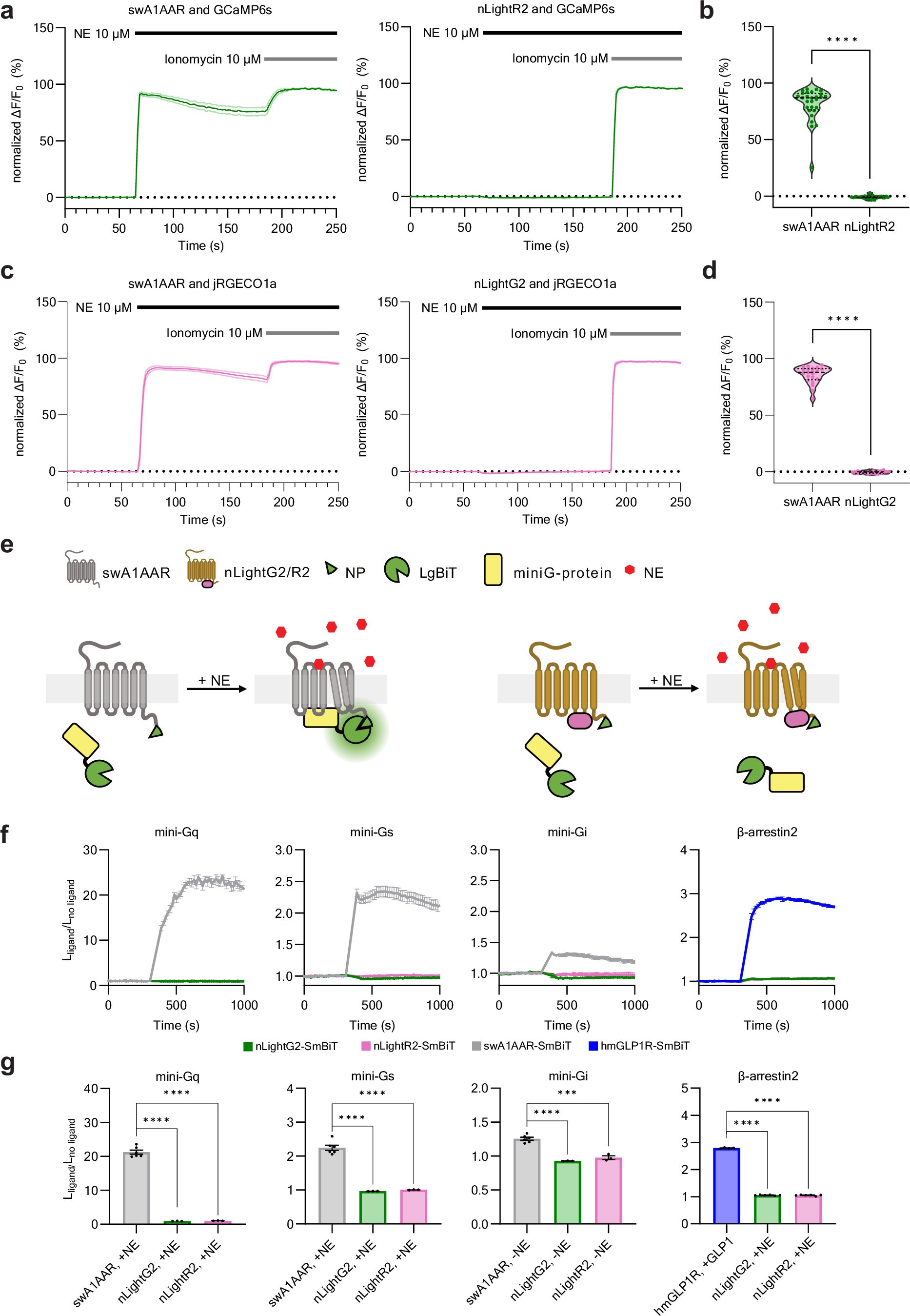 Extended Data Fig. 3: Intracellular signaling characterization of nLightR2 and nLightG2.