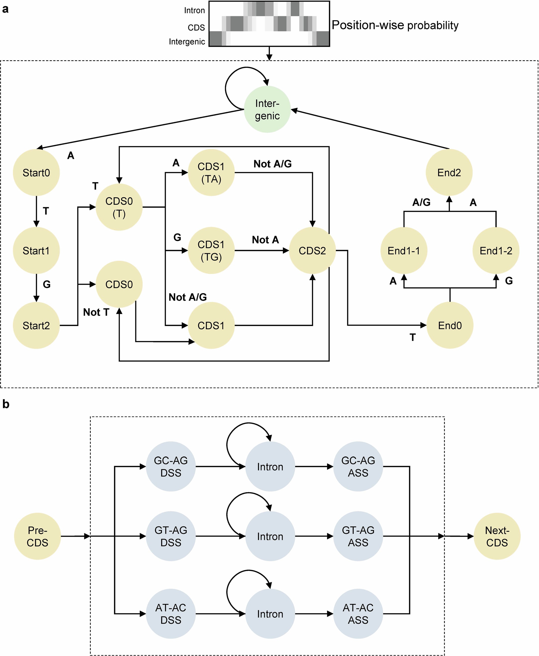Extended Data Fig. 2: Overview of the gene structure decoding component in ANNEVO.
