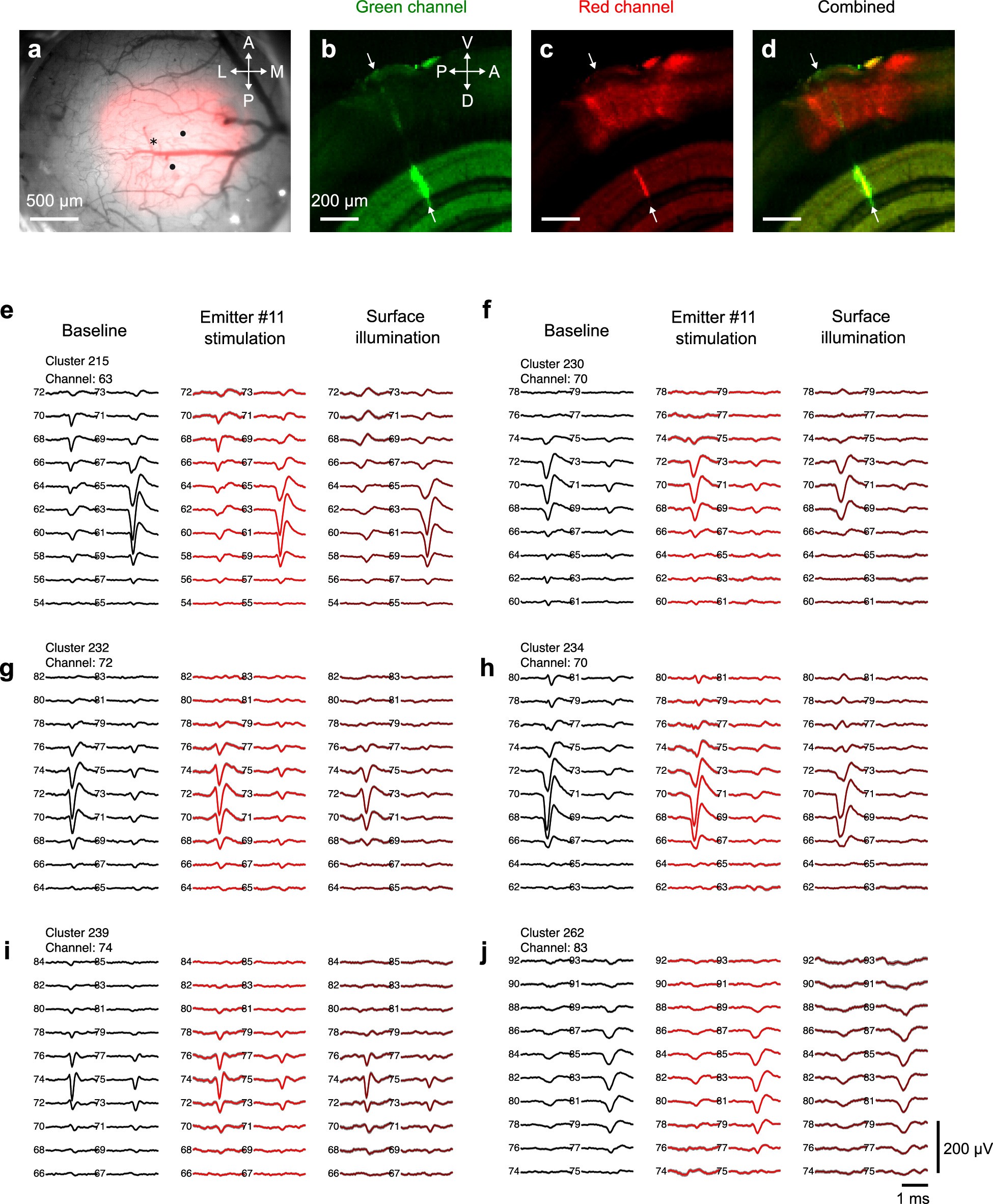 Extended Data Fig. 4: Activating local populations: opsin expression and light responses.