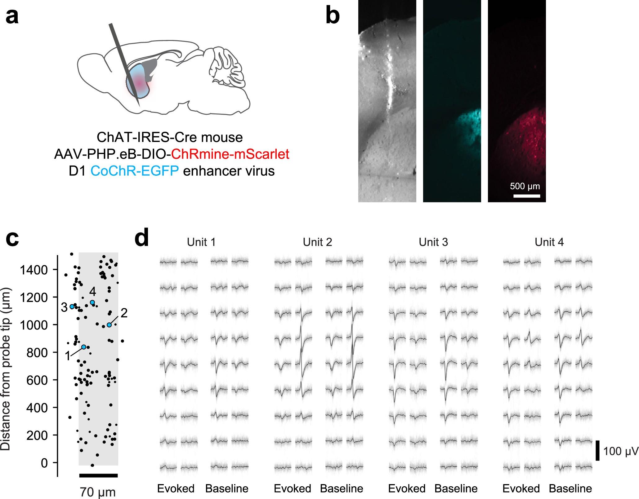 Extended Data Fig. 8: Optotagging with Neuropixels Opto probes preserves spike waveforms.