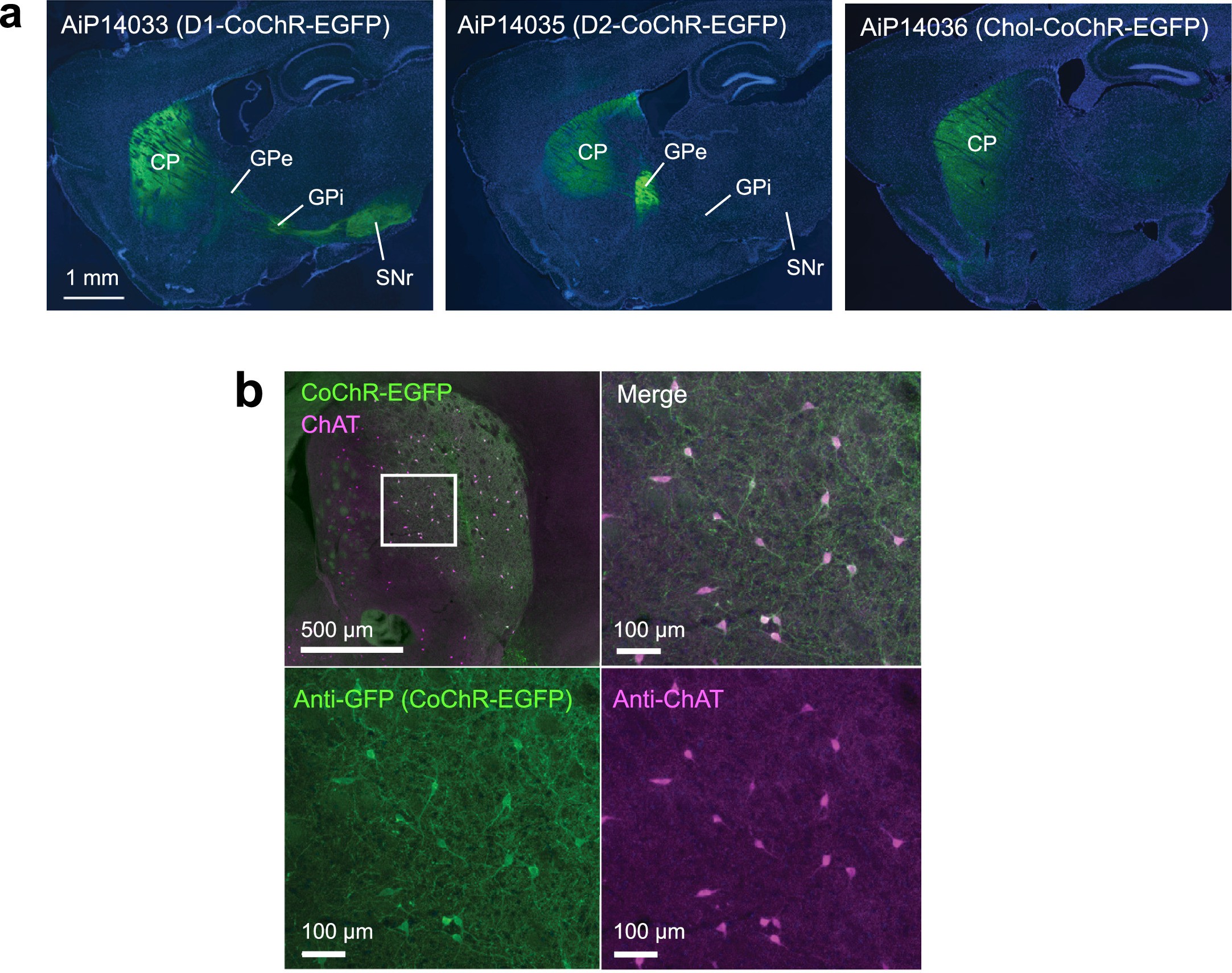 Extended Data Fig. 9: Specificity of CoChR expression in dorsal striatum.