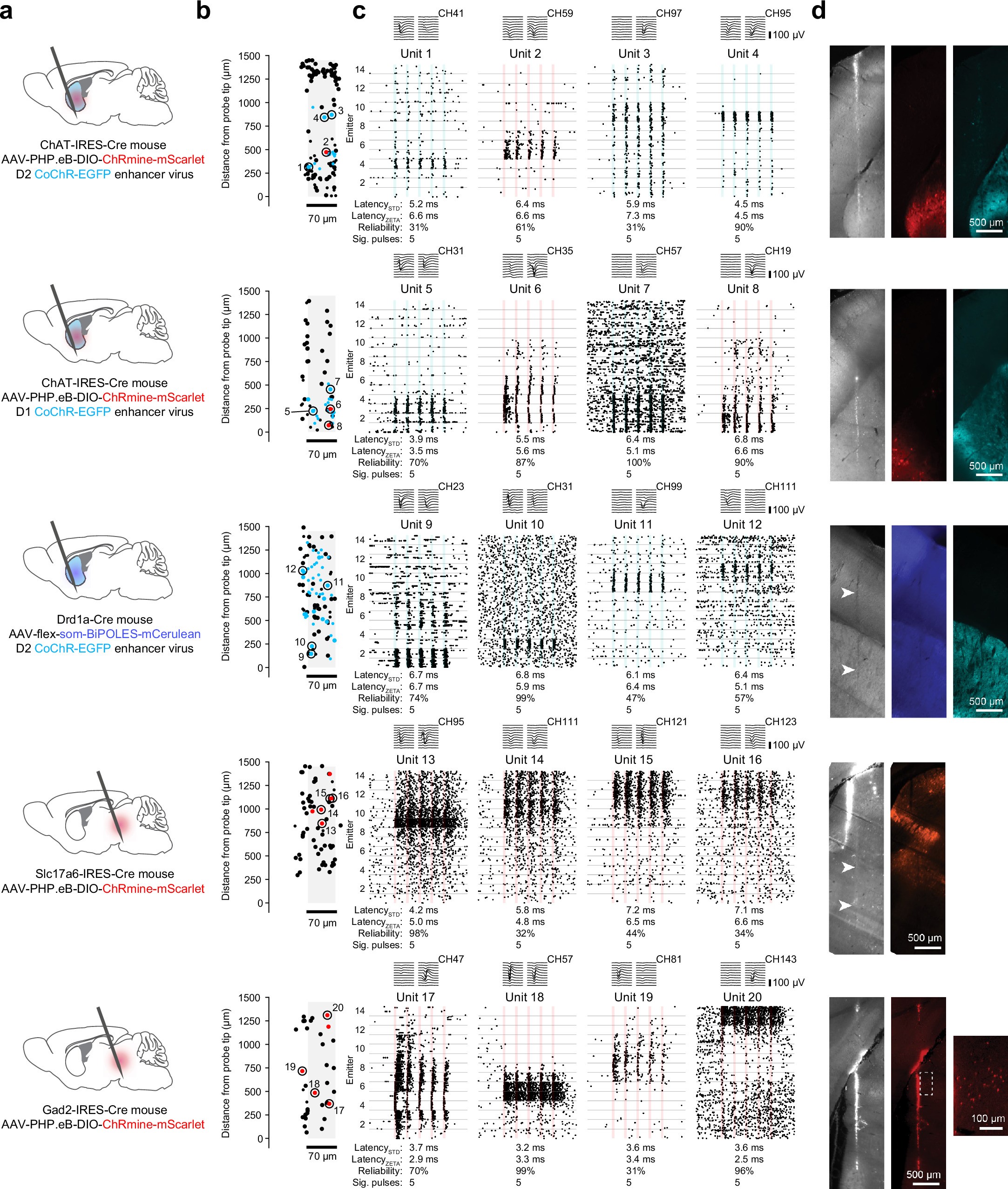 Extended Data Fig. 10: Additional examples of optotagged units.