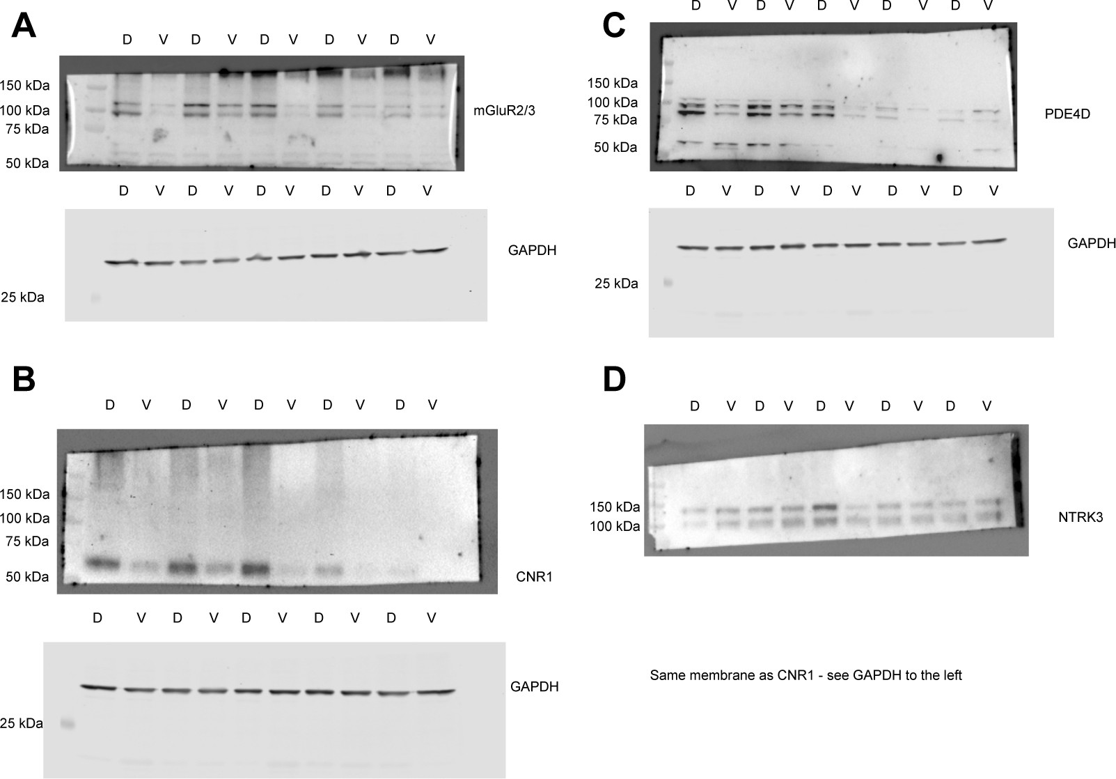 Supplementary Figure 15