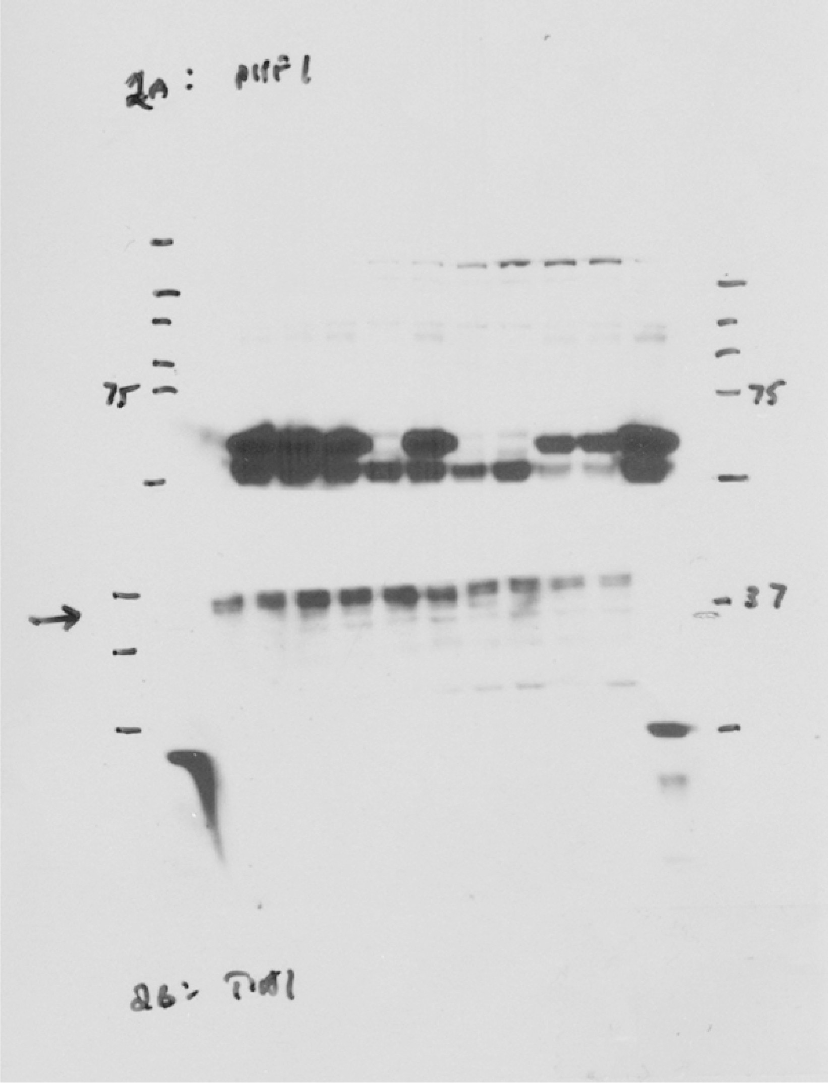 Supplementary Figure 16