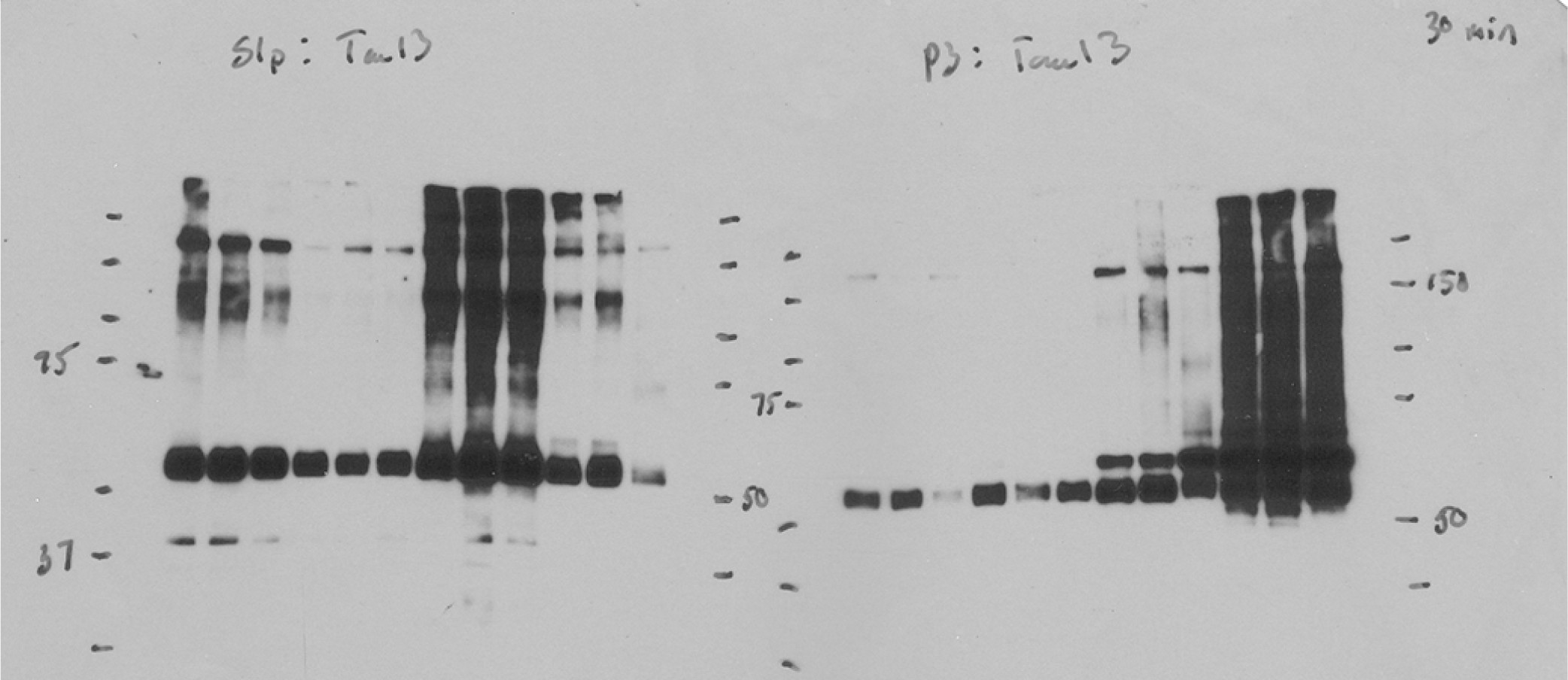 Supplementary Figure 21