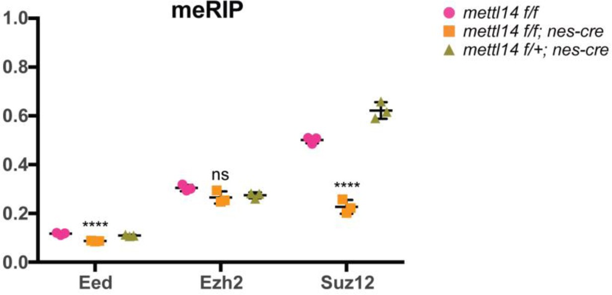 Supplementary Figure 5: Low enrichment of m6A on mRNAs encoding Ezh2, Suz12, and Eed m6A-meRIP-qPCR of Ezh2, Suz12, and Eed in Mettl14 KO vs.