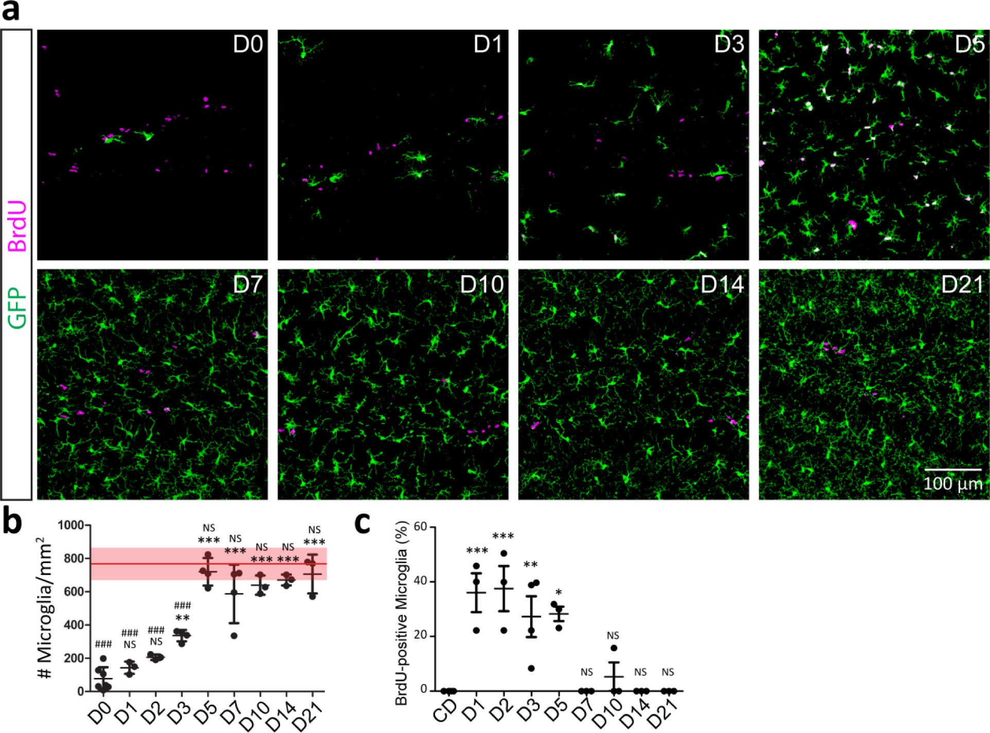 Supplementary Figure 3: Repopulated microglia rapidly replenish the hippocampus after removal of CSF1R inhibition.