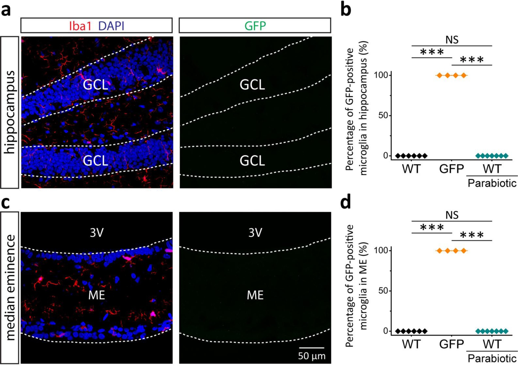 Supplementary Figure 6: Repopulated microglia do not originate from blood cells.