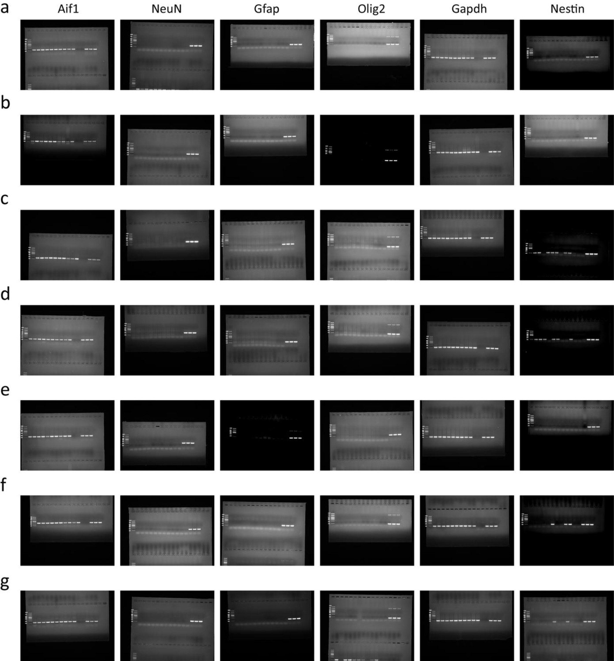 Supplementary Figure 8: Uncropped gels for single-cell RT-PCR.