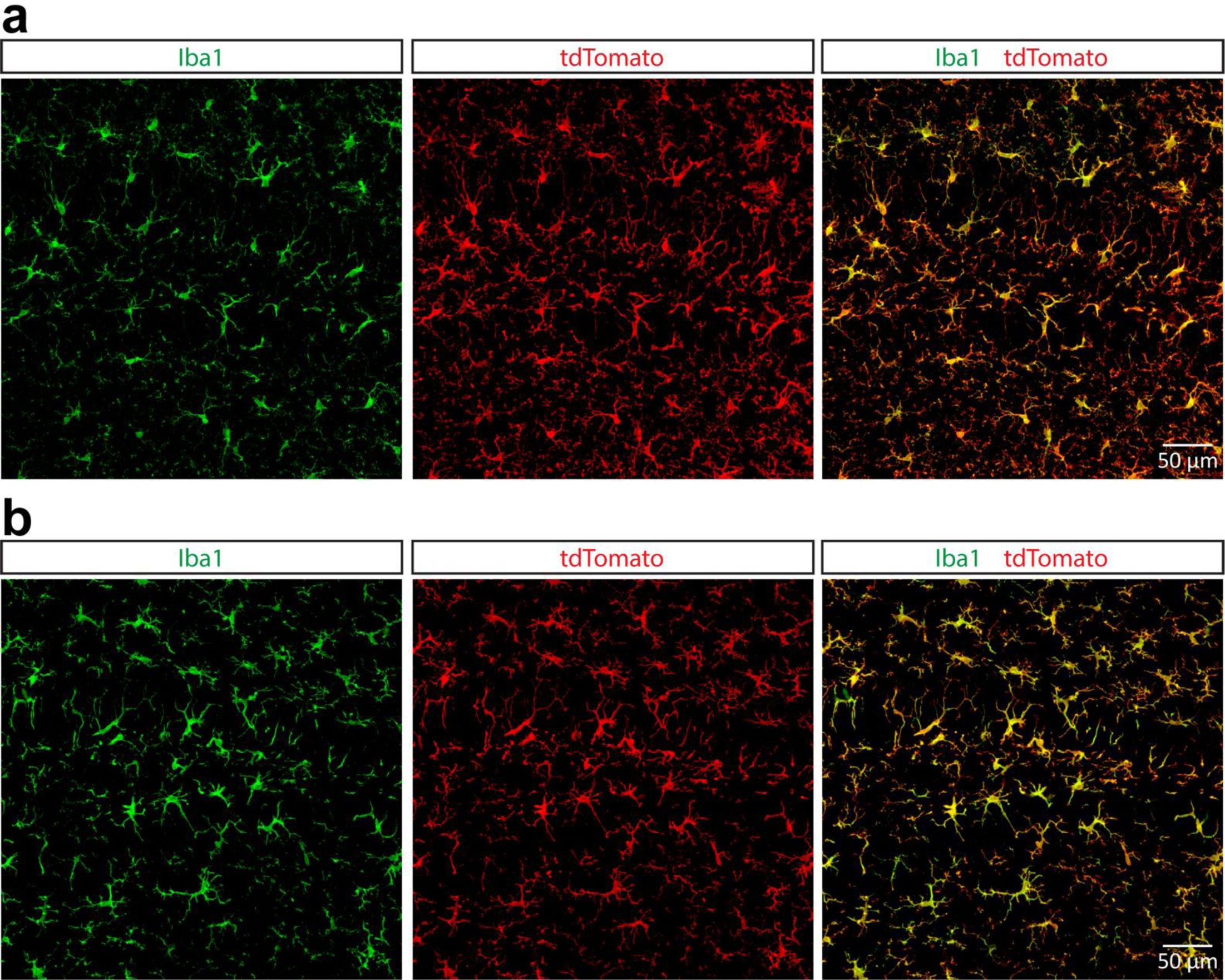 Supplementary Figure 10: Repopulated microglia in the hippocampus are derived from residual microglia.
