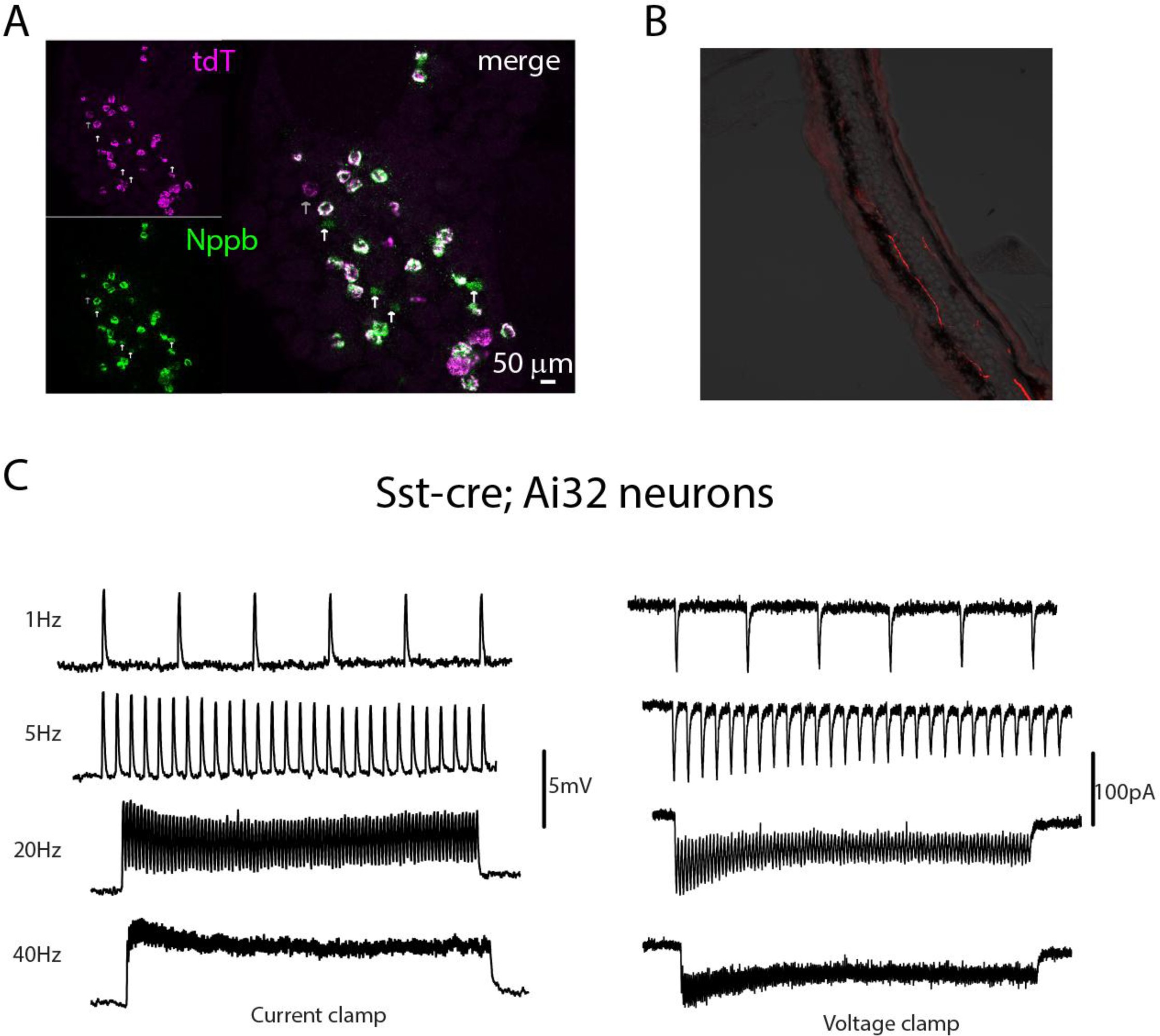 Supplementary Figure 2