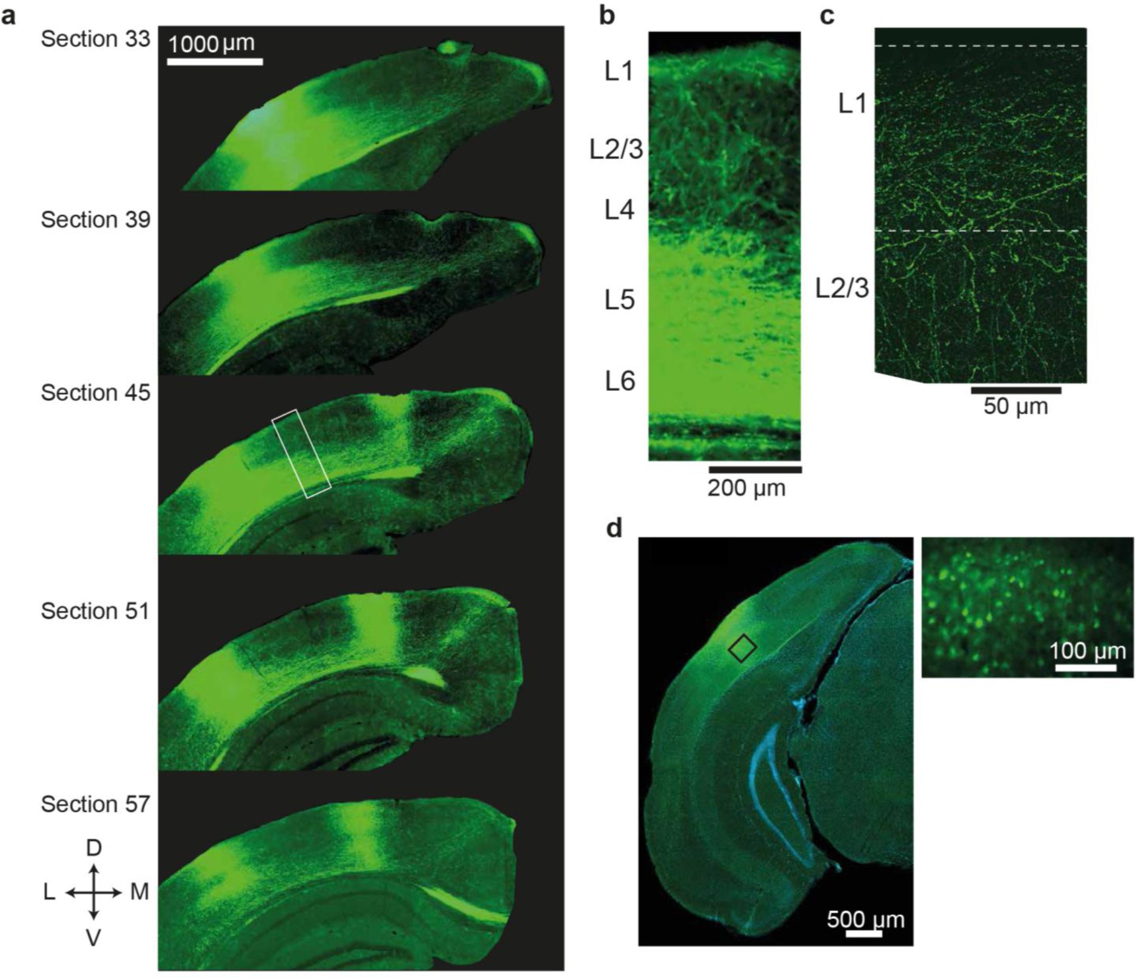 Supplementary Figure 1