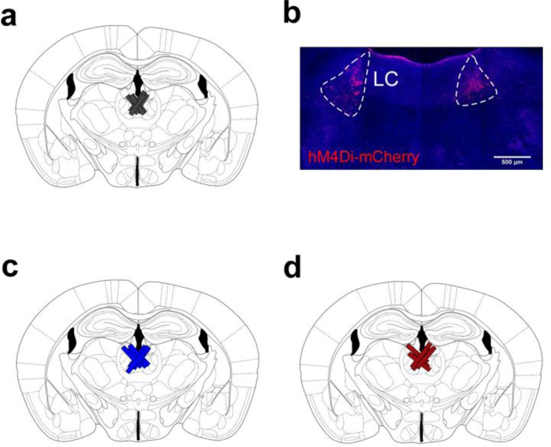 Supplementary Figure 7: Probe placements for microdialysis experiments.