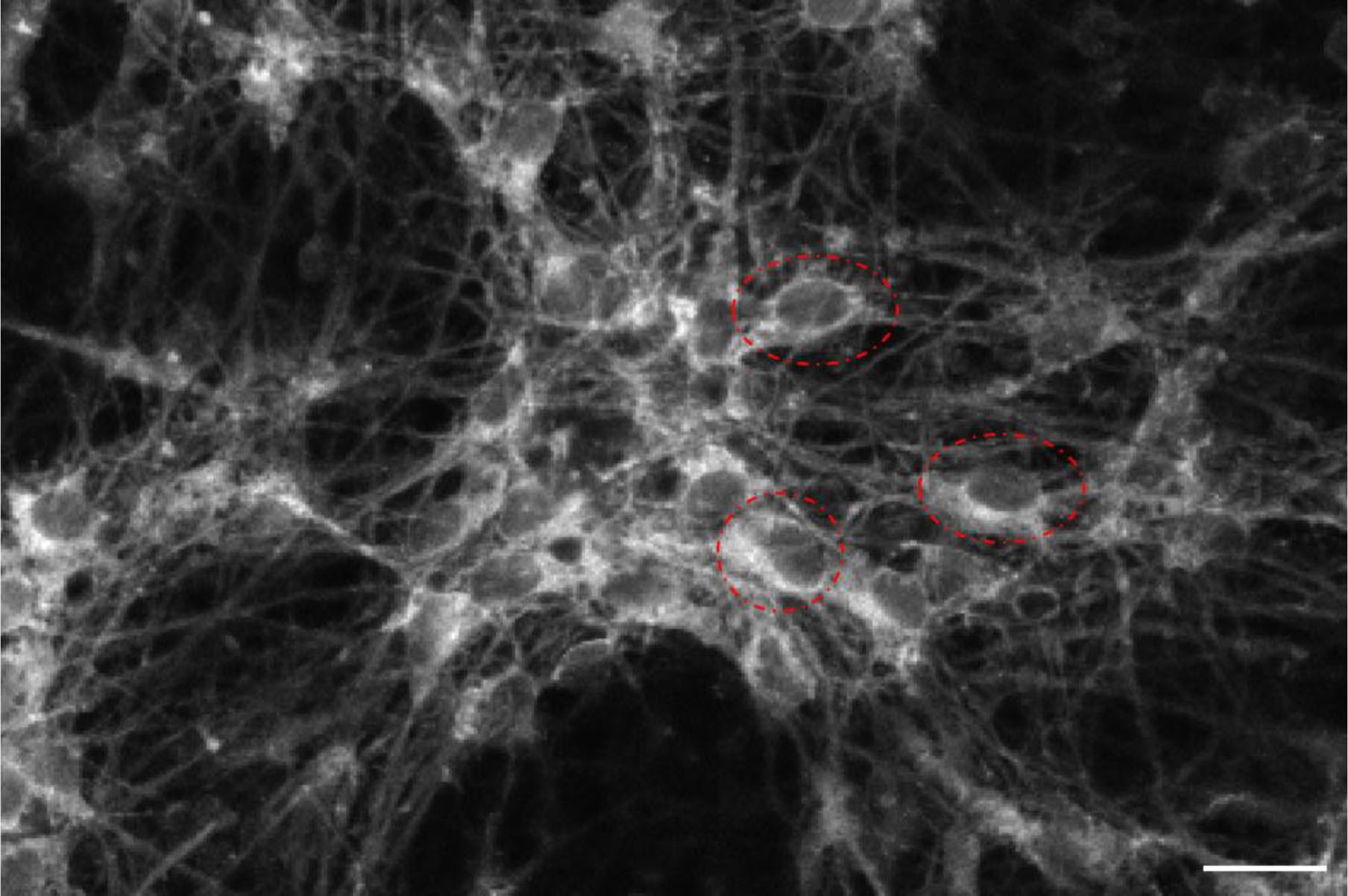 Supplementary Figure 5