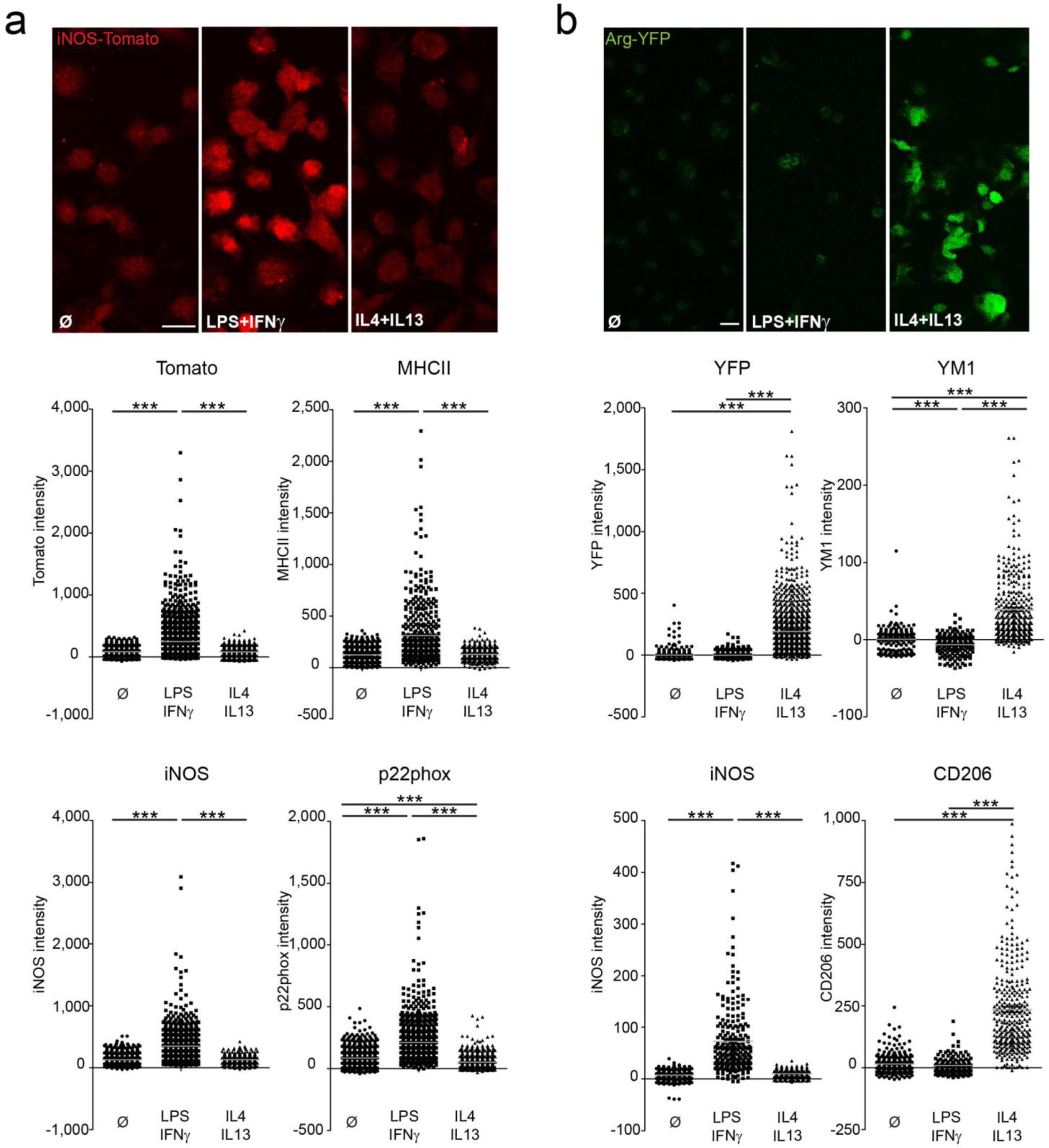 Supplementary Figure 1: In vitro analysis of phagocyte polarization in iNOS-tdTomato-Cre and Arginase-YFP mice.