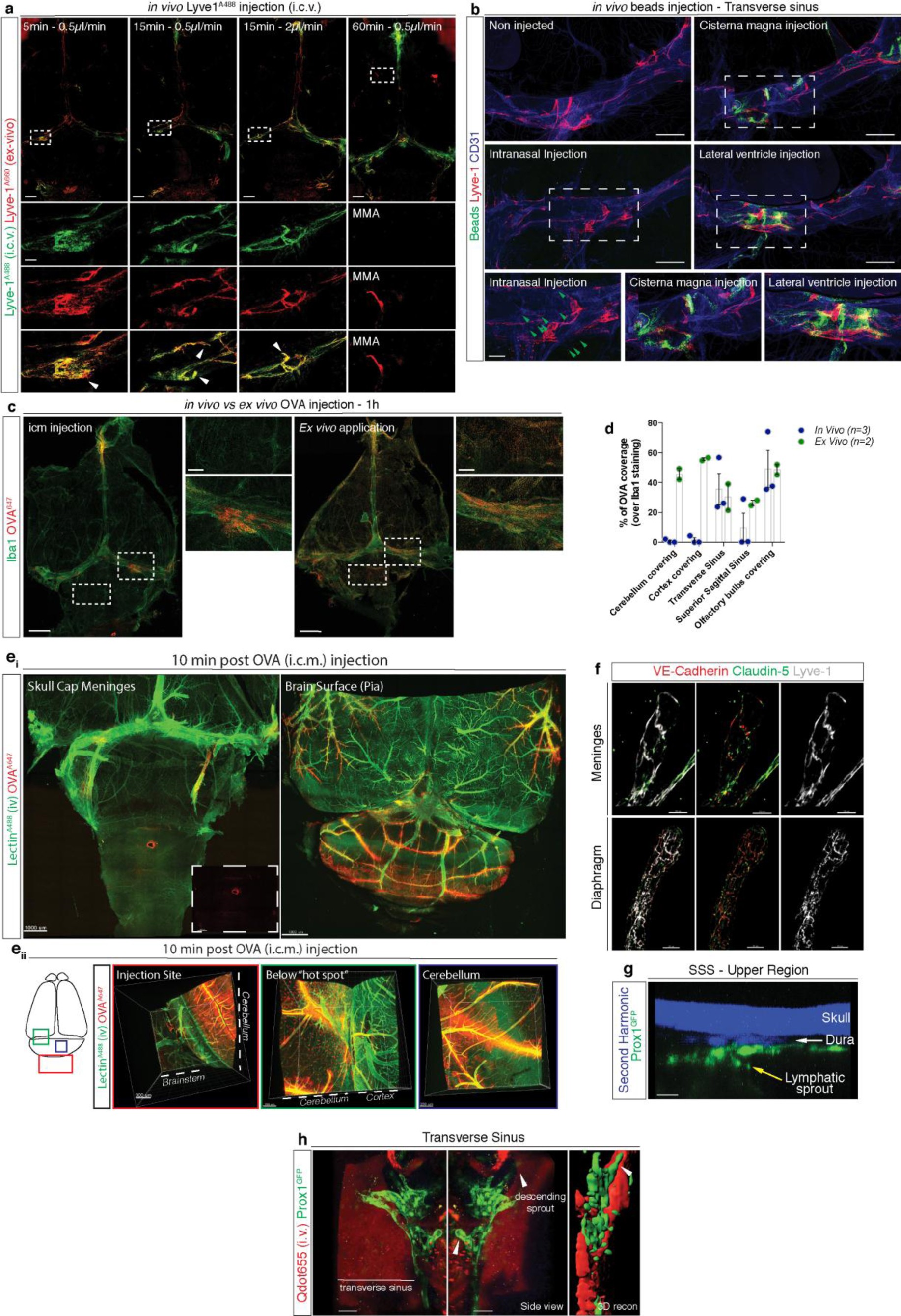 Supplementary Figure 1