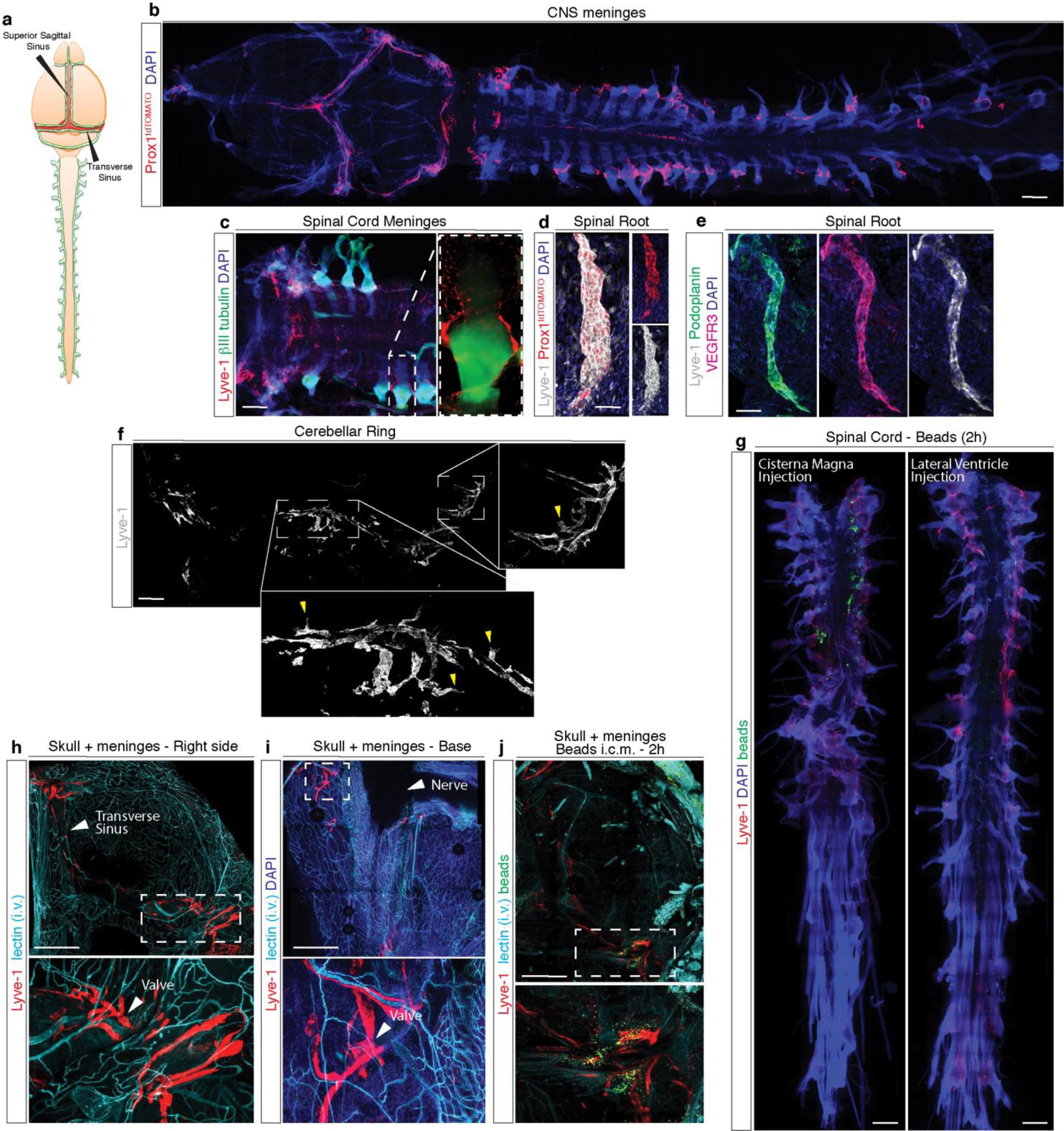 Supplementary Figure 2