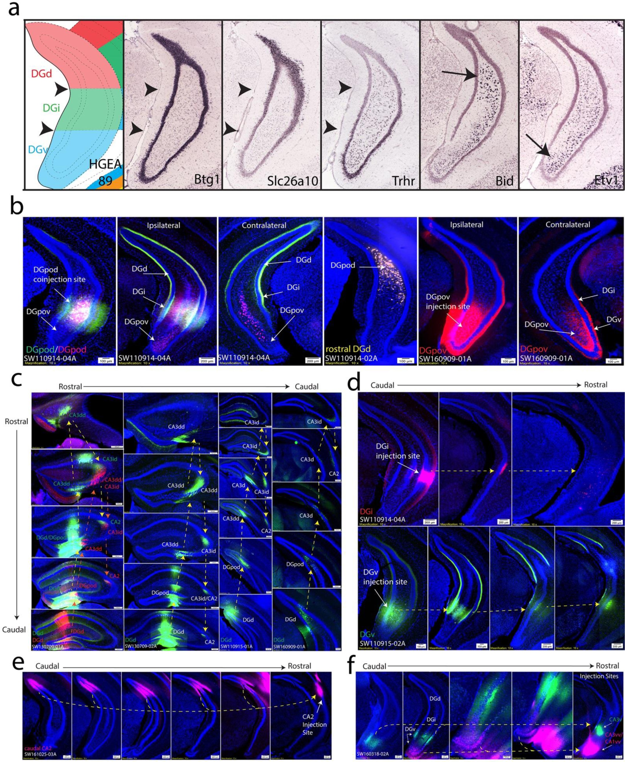 Supplementary Figure 6: Dentate gyrus gene expression and connectivity.