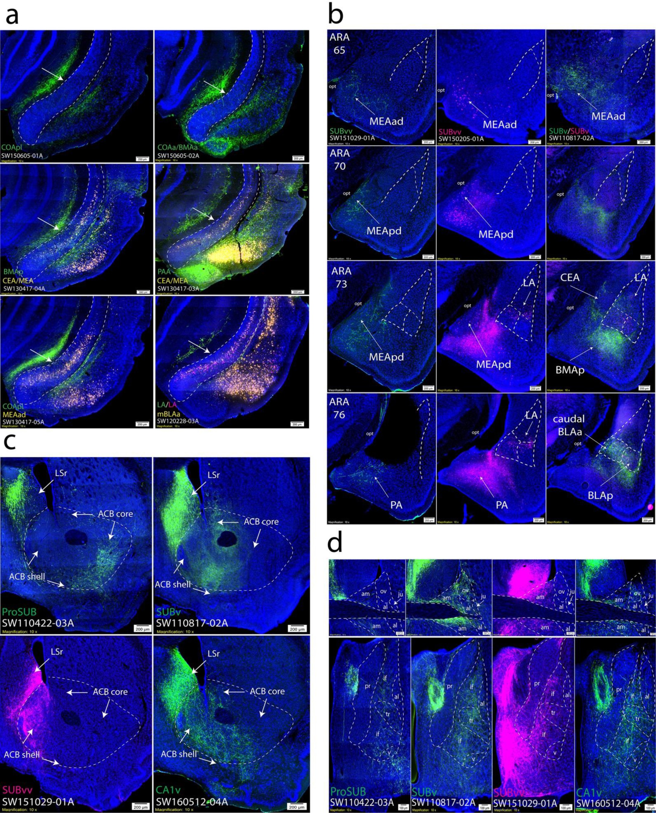Supplementary Figure 9: Differential connectivity with the amygdala, nucleus accumbens, and BST.