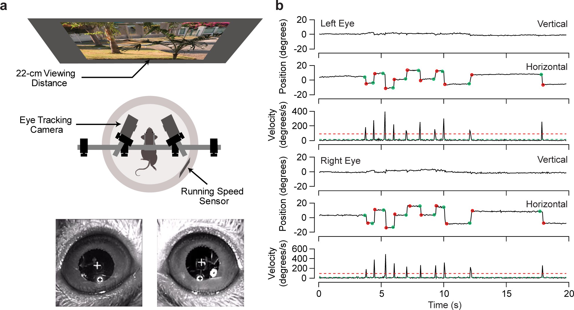 Supplementary Figure 1