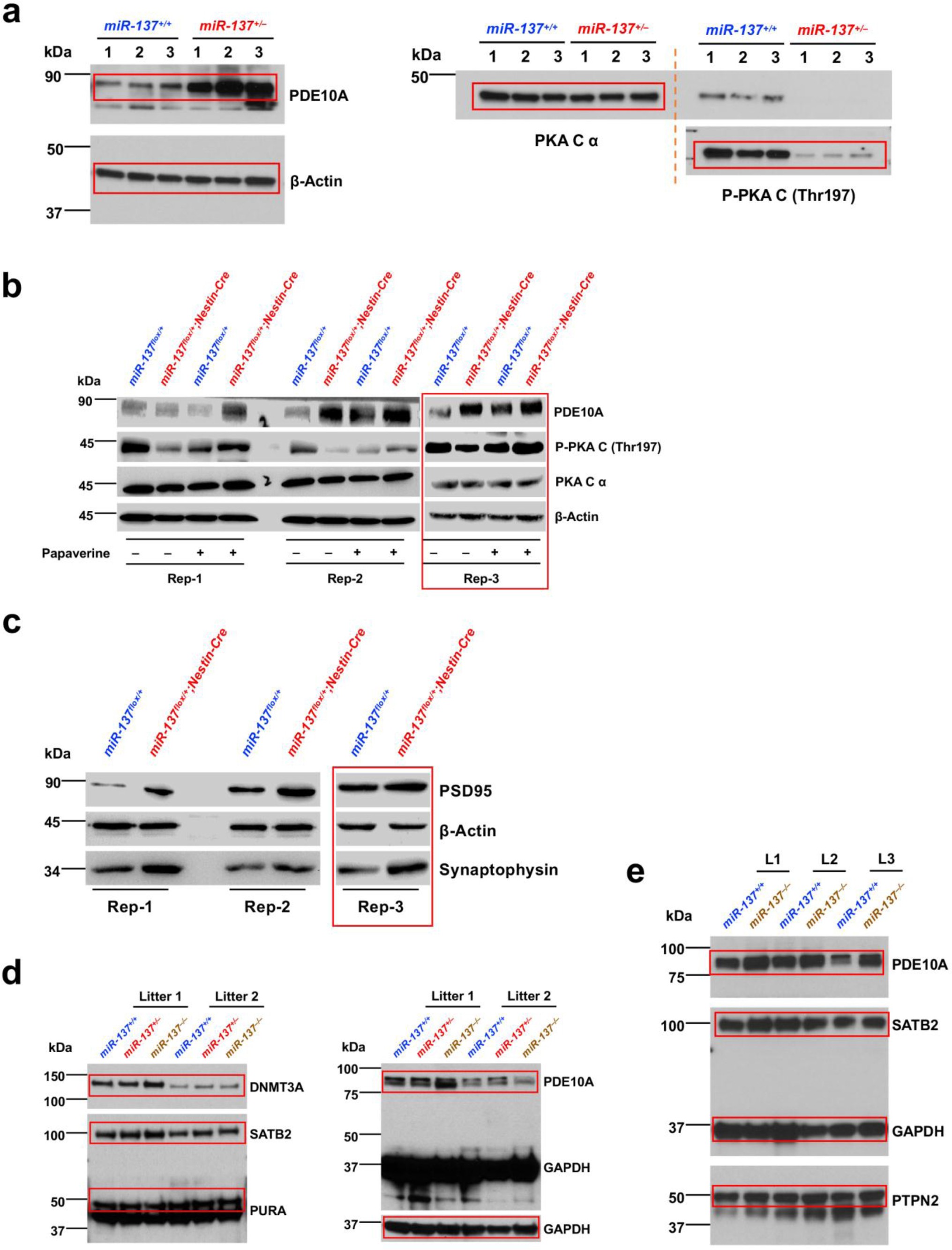 Supplementary Figure 15