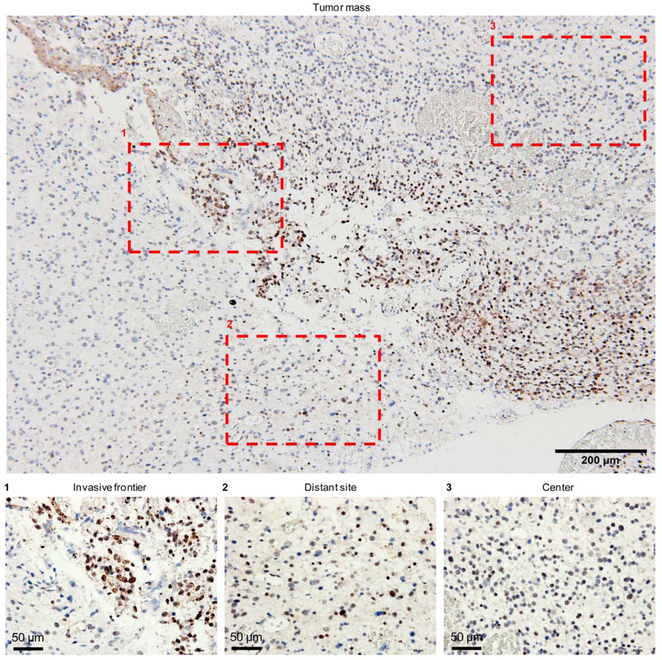 Supplementary Figure 9