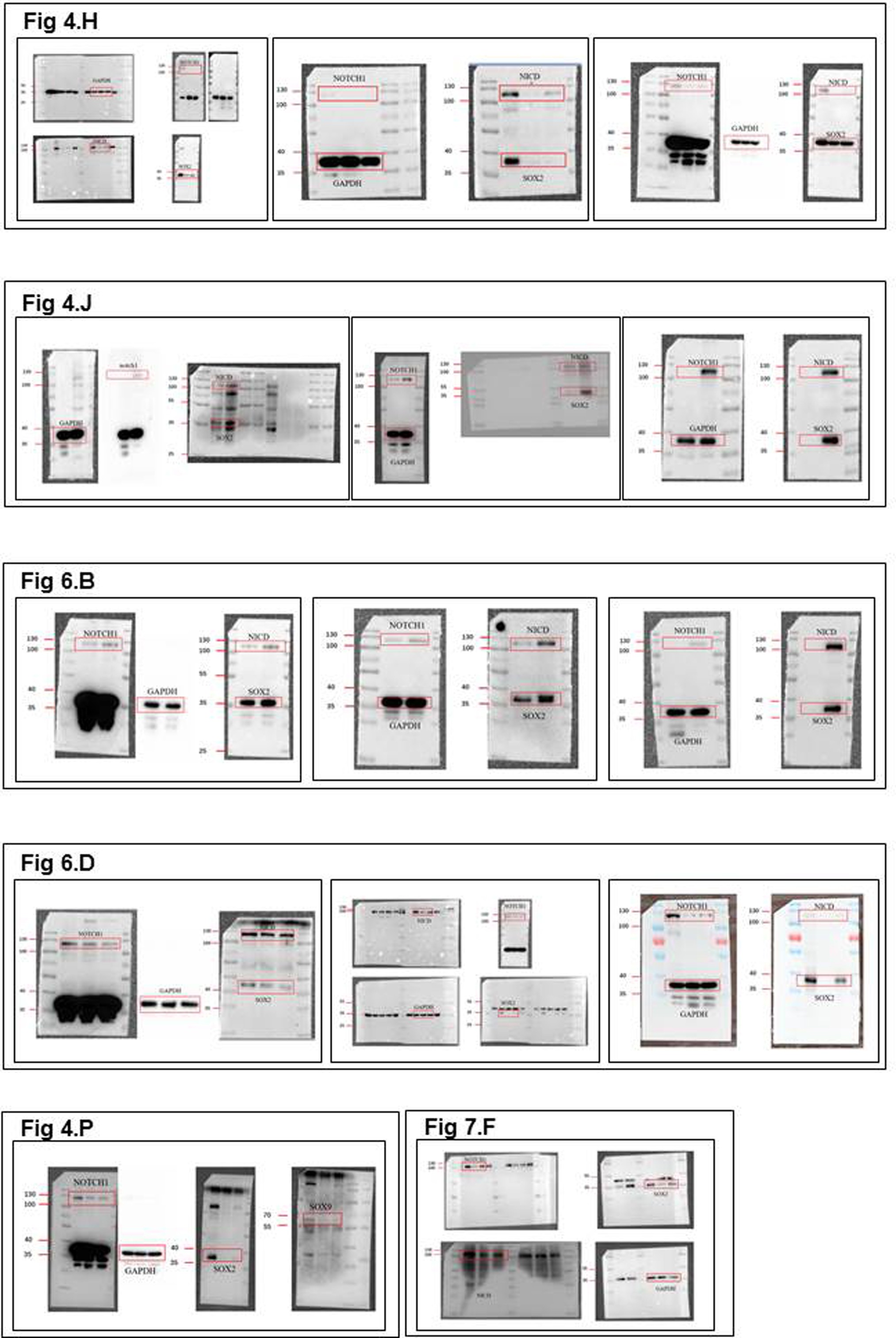 Supplementary Figure 10