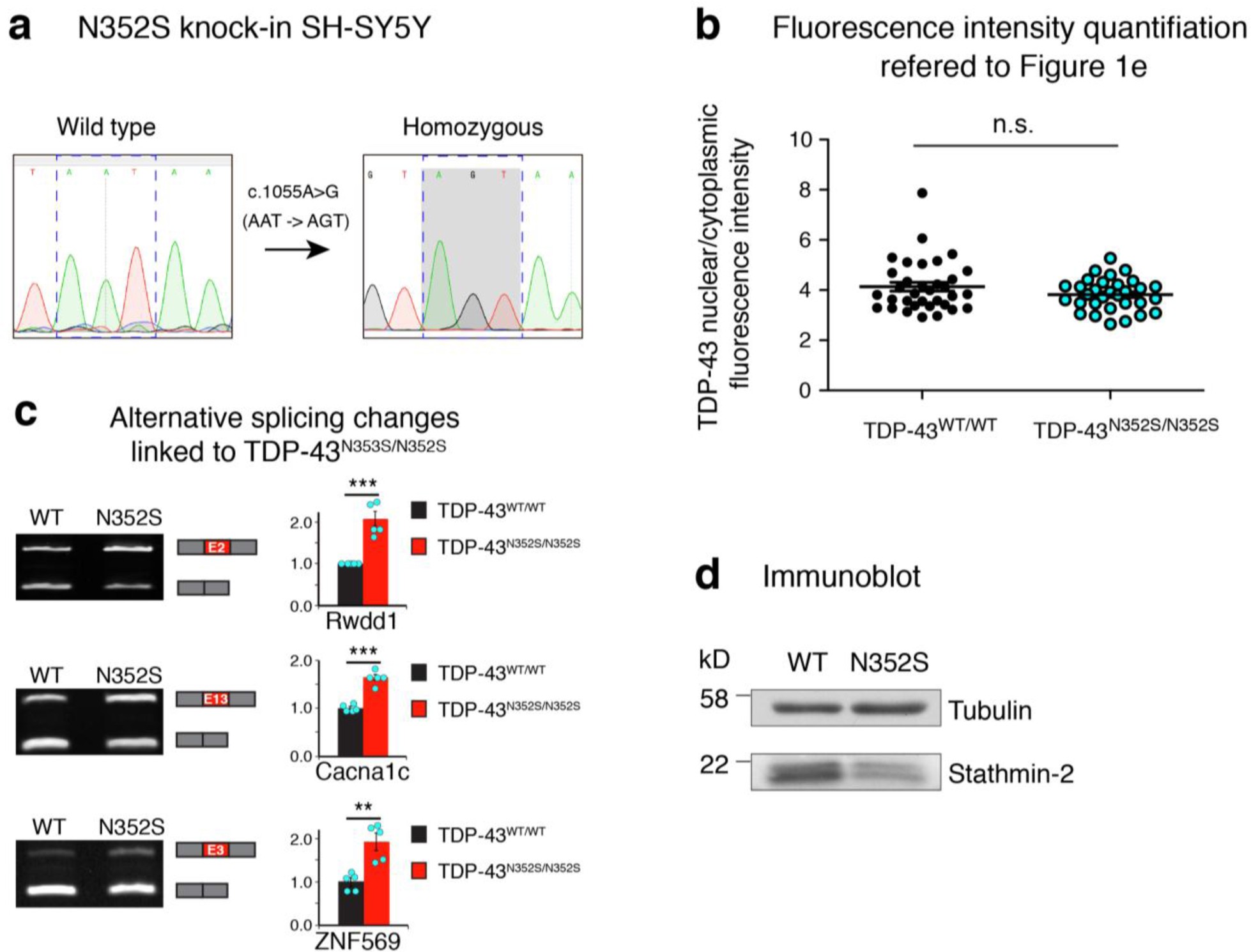 Supplementary Figure 2: Genome-editing to produce SH-SY5Y cells expressing TDP-43N352S from both endogenous alleles.