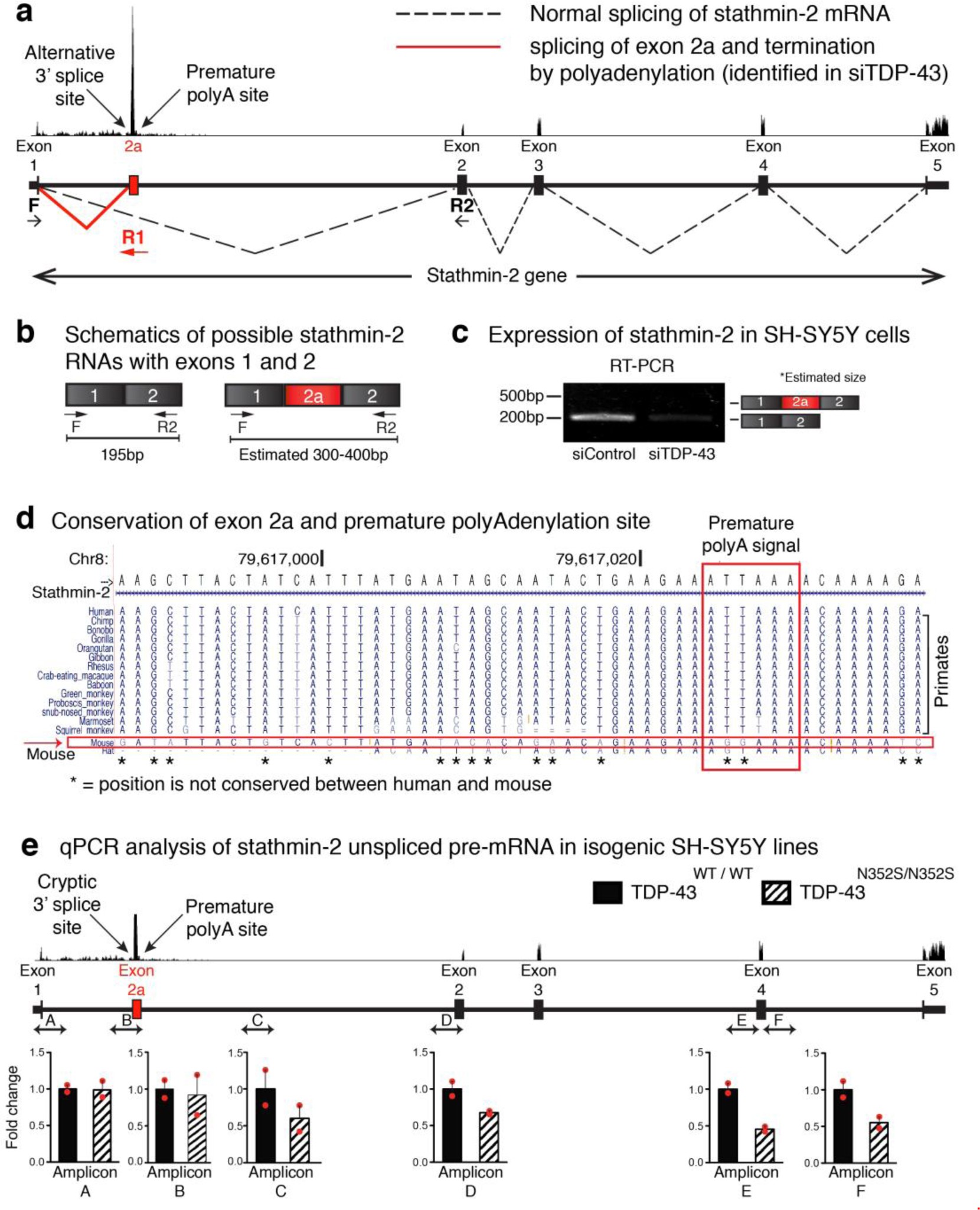 Supplementary Figure 4: Incorporation of exon 2a in stathmin-2 mRNA is not followed by splicing of downstream exons.