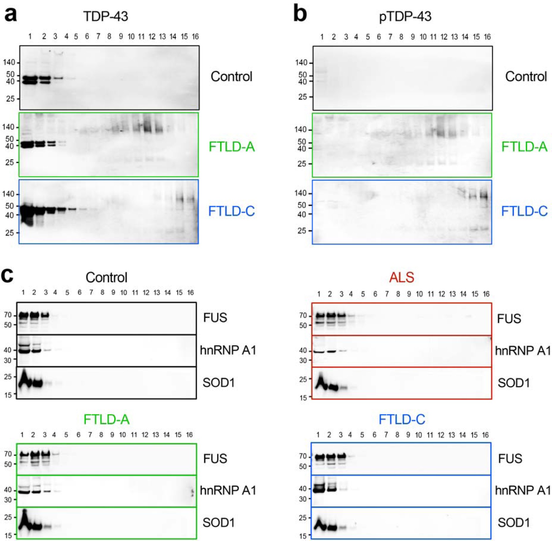Supplementary Figure 14: Immunoblots representing the distribution of TDP-43, pTDP-43, FUS, SOD1, and hnRNPA1 on velocity sedimentation gradients.