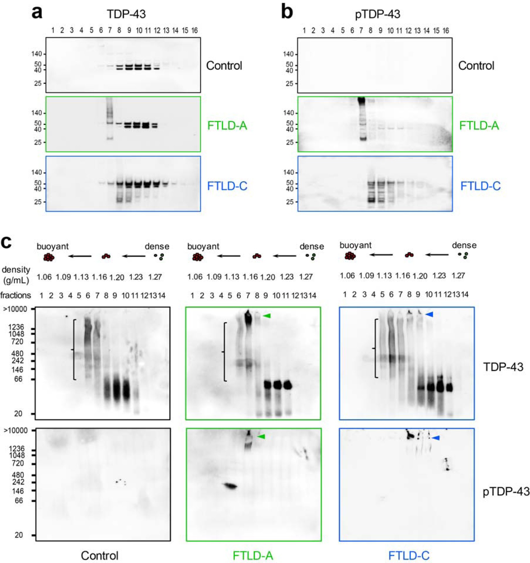 Supplementary Figure 16: Immunoblots representing the distribution of TDP-43 and pTDP-43, and verification of the size of TDP-43 aggregates segregated by density-floatation gradients.