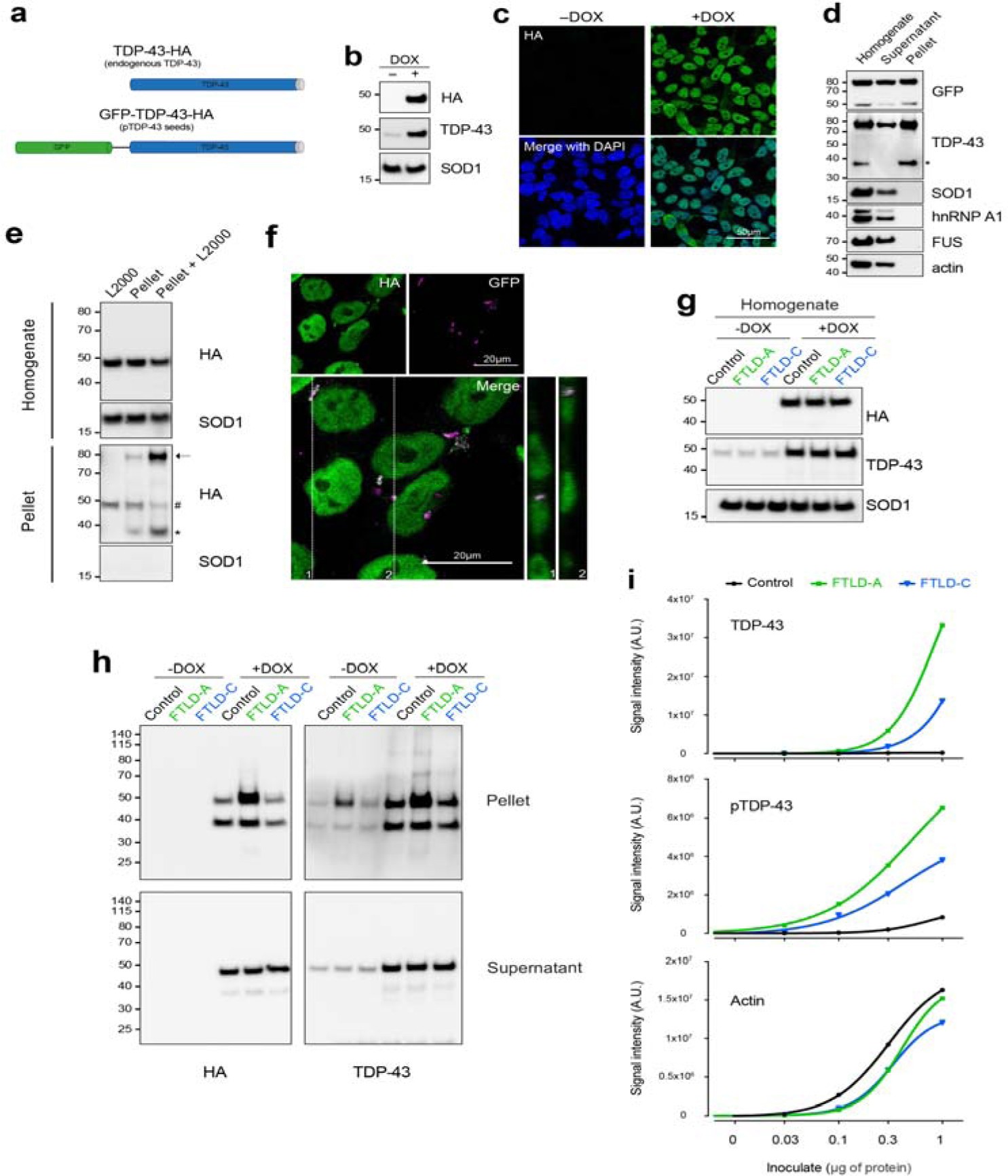 Supplementary Figure 18: Inoculation of GFP-pTDP-43-HA pellets in an inducible TDP-43-HA HEK 293 cell line, and verification of TDP-43, pTDP-43, and total protein amounts inoculated to primary cortical neurons.