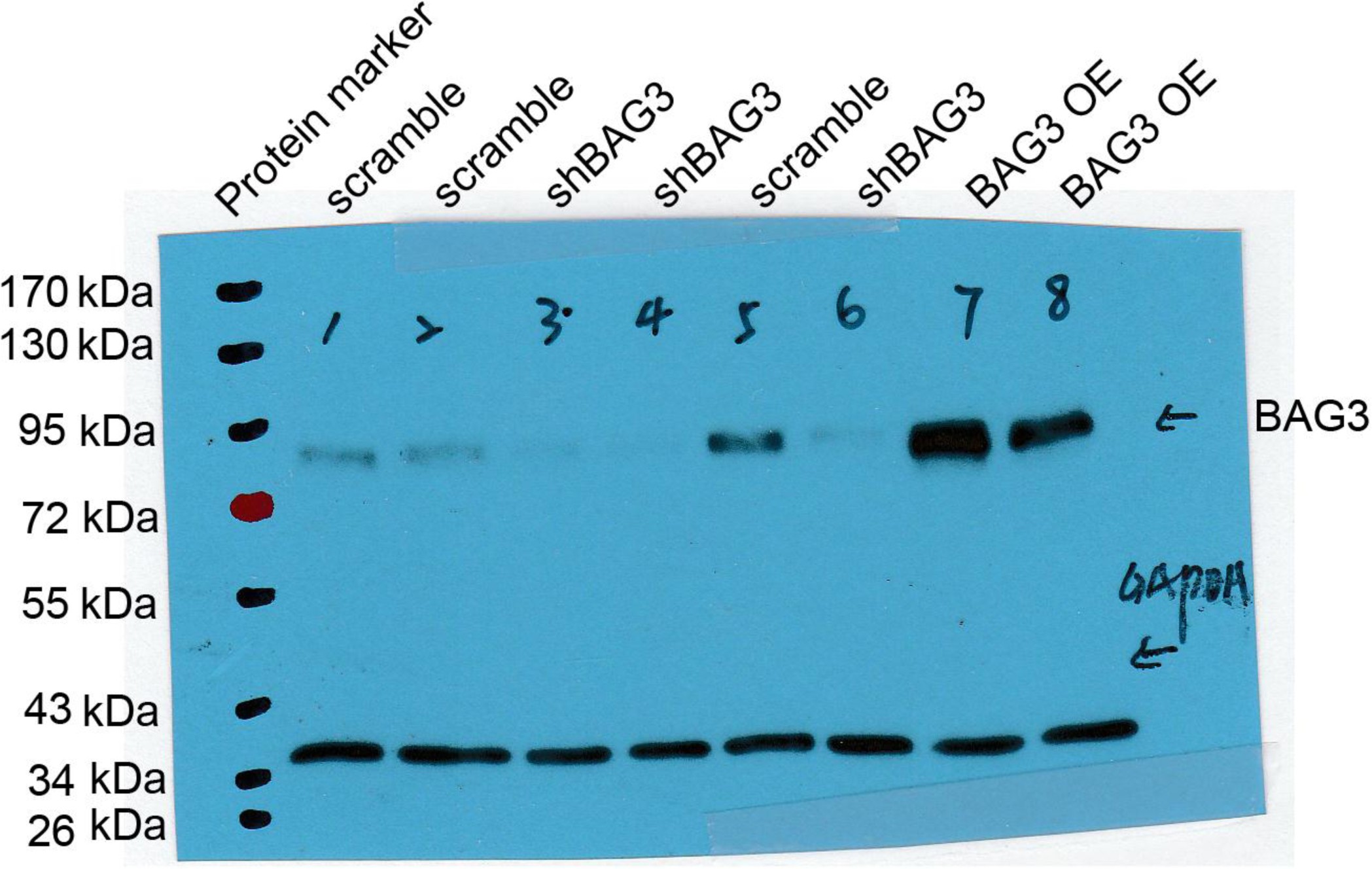 Supplementary Figure 11