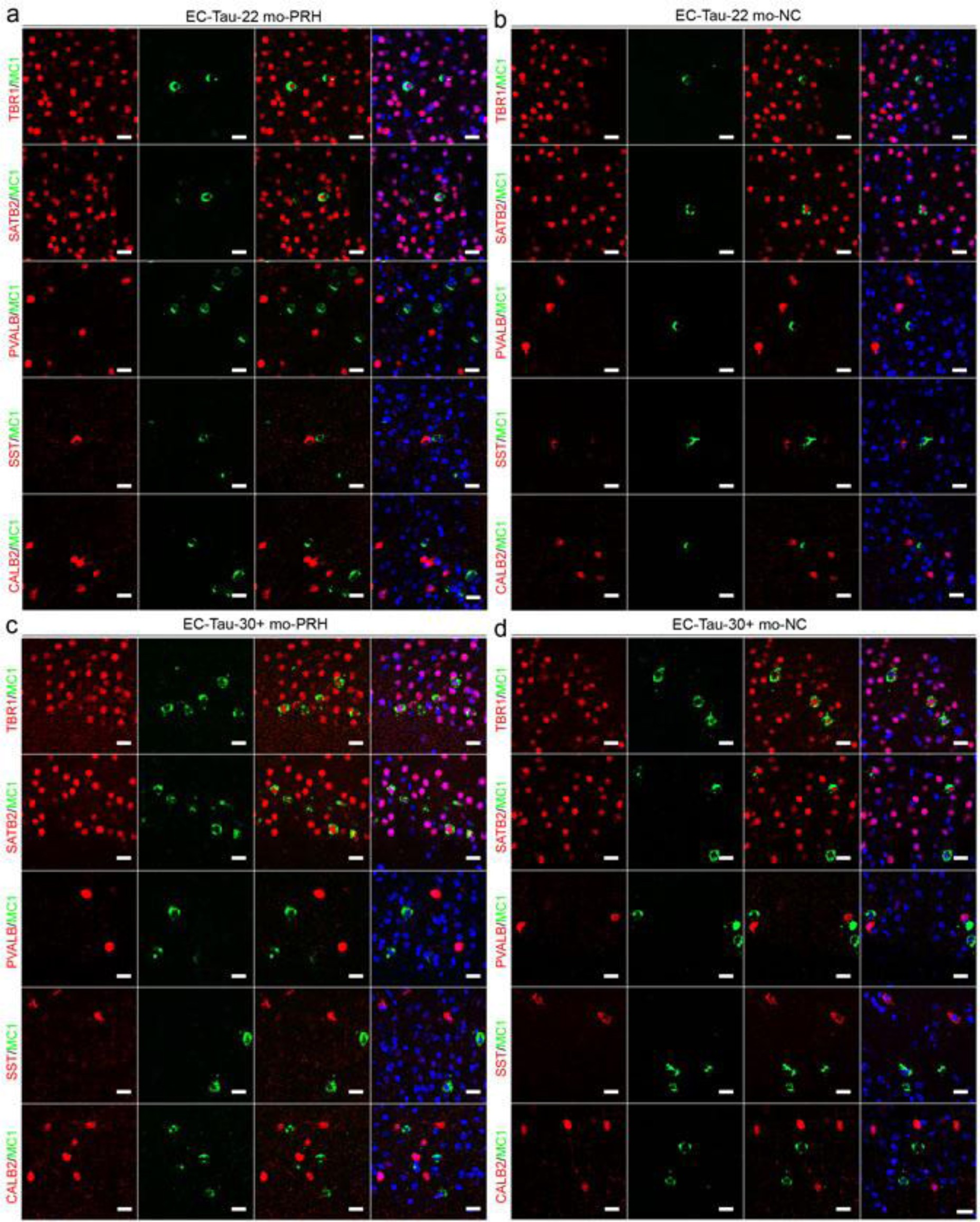 Supplementary Figure 1