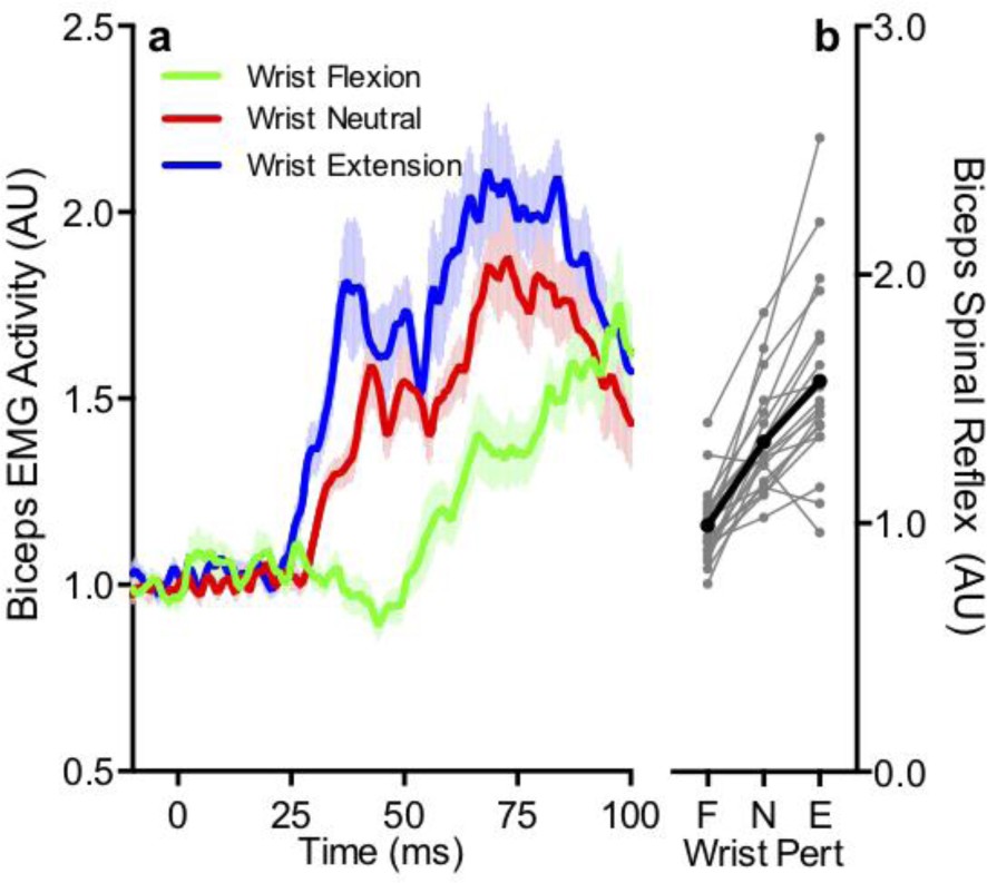 Supplementary Figure 2: Biceps spinal reflex is tuned to hand displacement