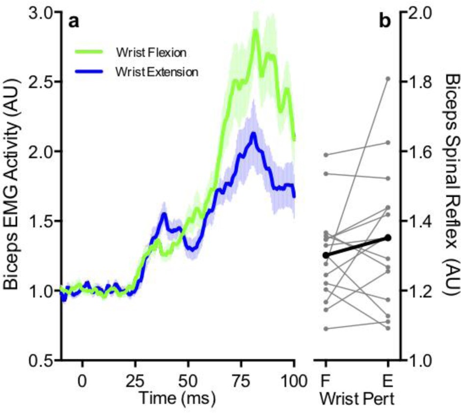 Supplementary Figure 4: Determining the source of wrist afferent feedback that tunes the biceps spinal reflex