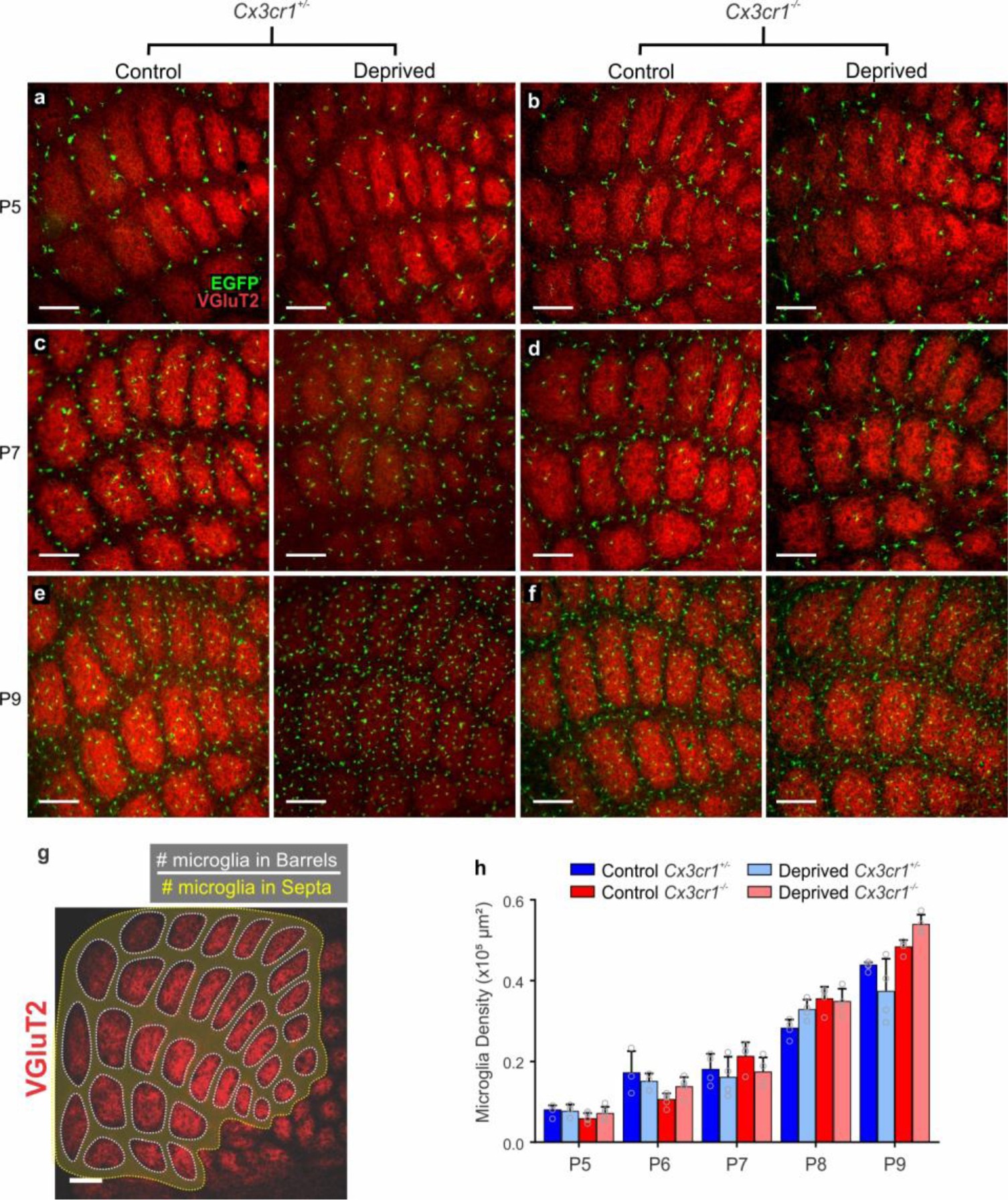 Supplementary Figure 6: Total number of microglia across the barrel field increases with postnatal age and is similar in Cx3cr1+/- and Cx3cr1-/- mice.